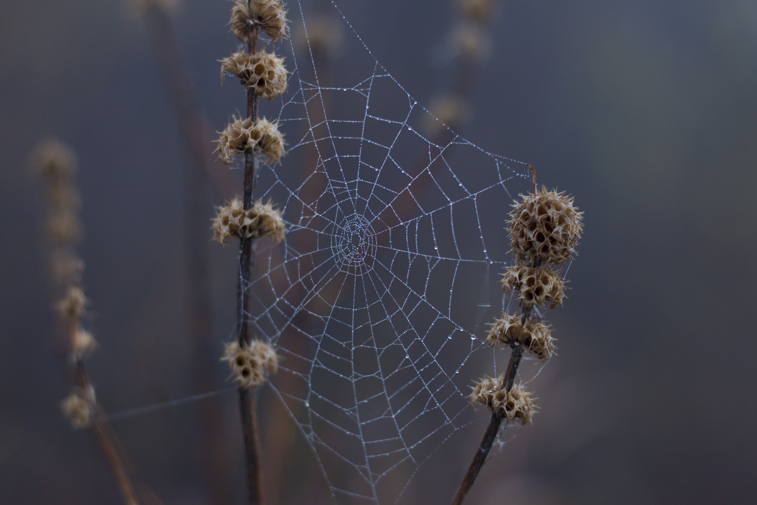 Обои природа, макро, капли, дождь, растение, паутина, сухие, капельки росы, nature, macro, drops, rain, plant, web, dry, drops of dew разрешение 2880x1920 Загрузить