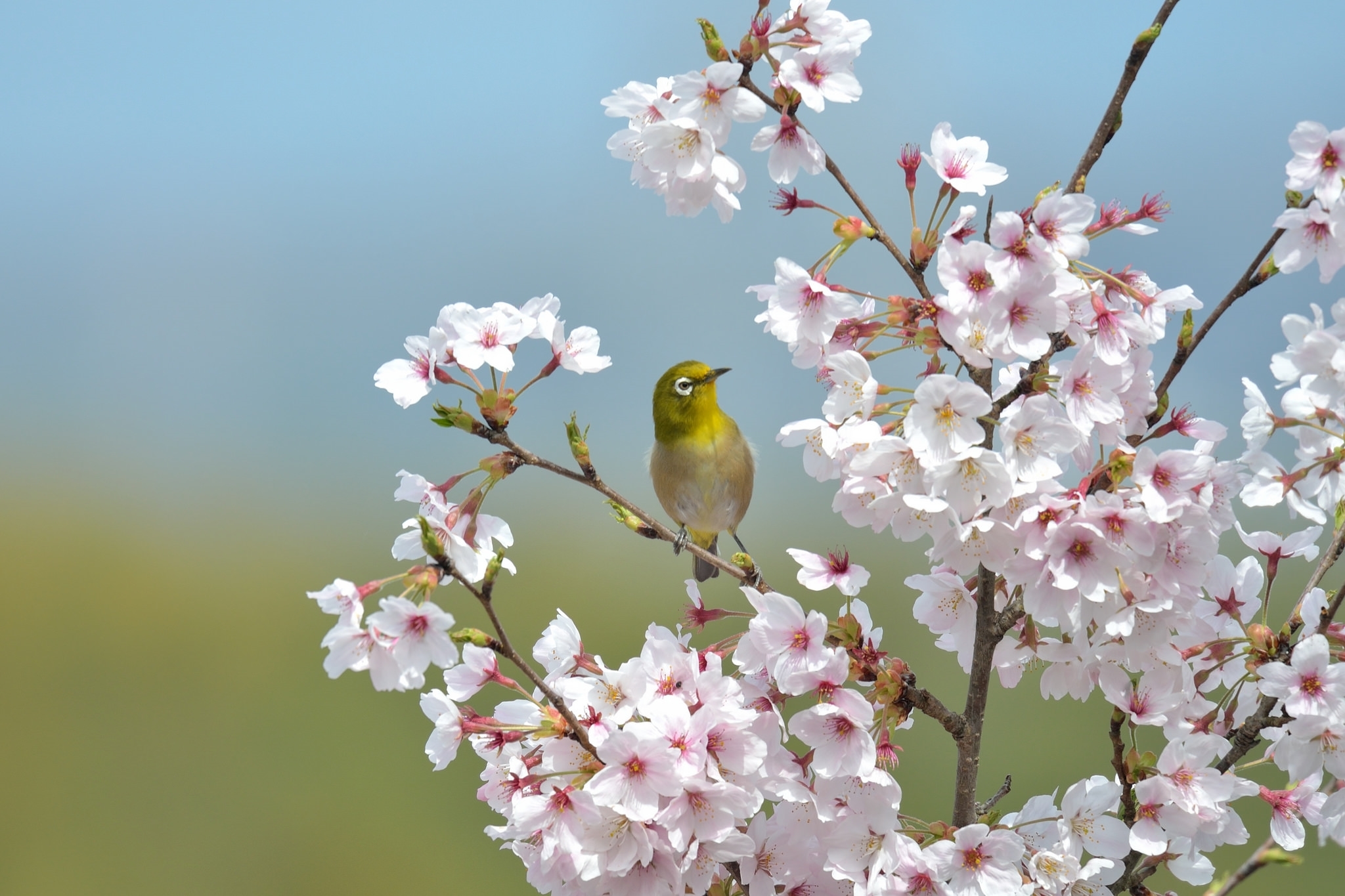 Обои ветки, птица, клюв, перья, сакура, японская, белоглазка, branches, bird, beak, feathers, sakura, japanese, white-eyed разрешение 2048x1365 Загрузить