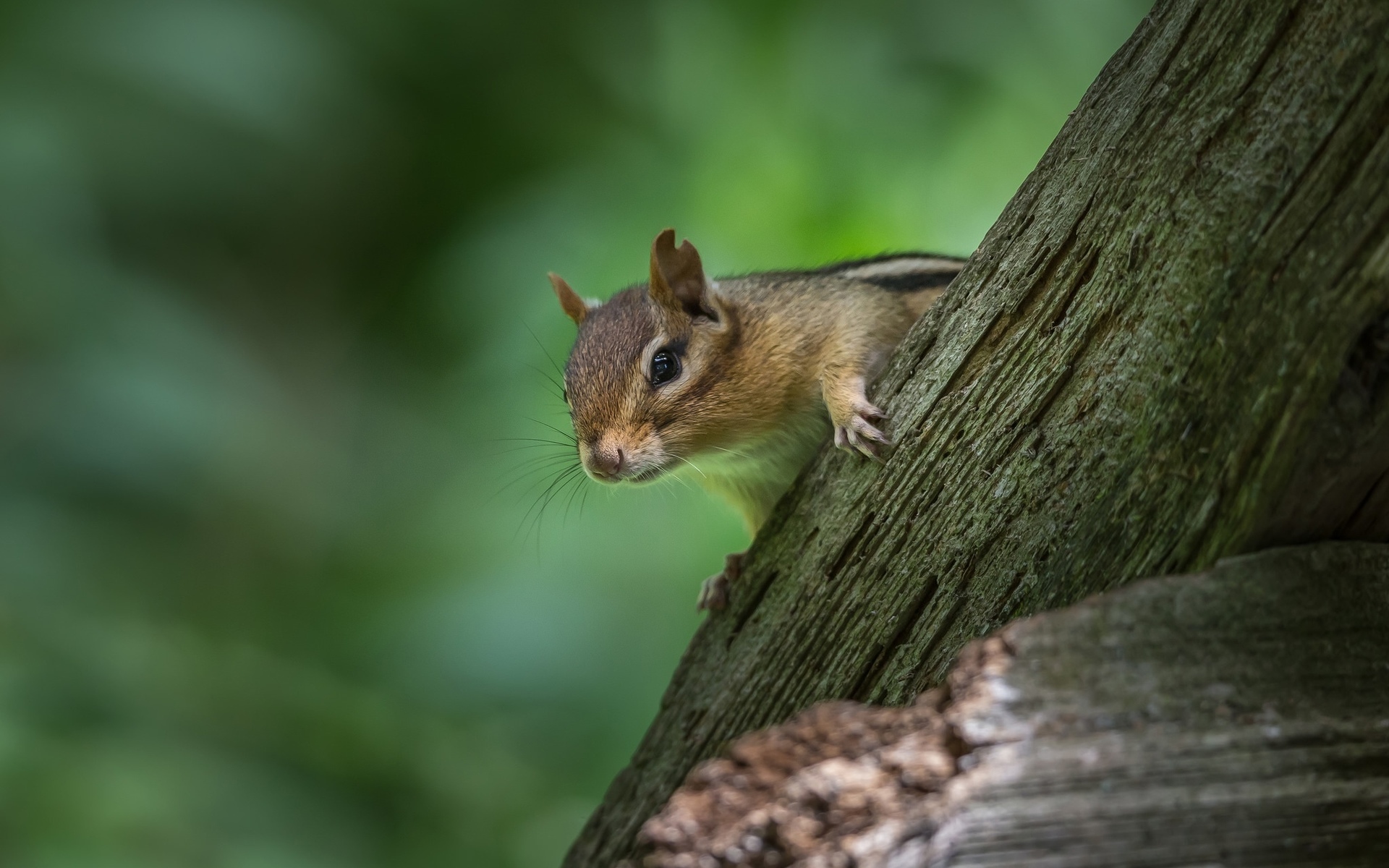 Обои бревно, боке, бурундук, грызун, log, bokeh, chipmunk, rodent разрешение 1920x1200 Загрузить