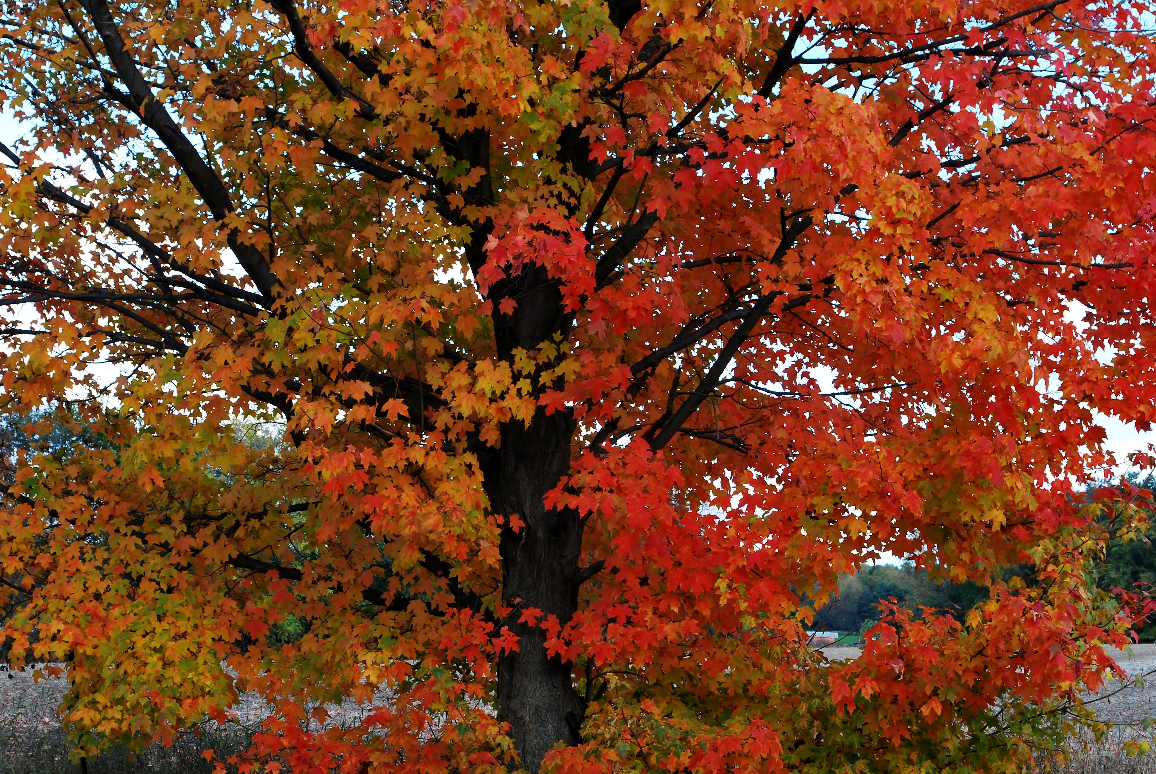 Цвет деревья осенью. Клён осеннью. Клен дерево. Осеннее дерево клен. Дерево клен осенью.