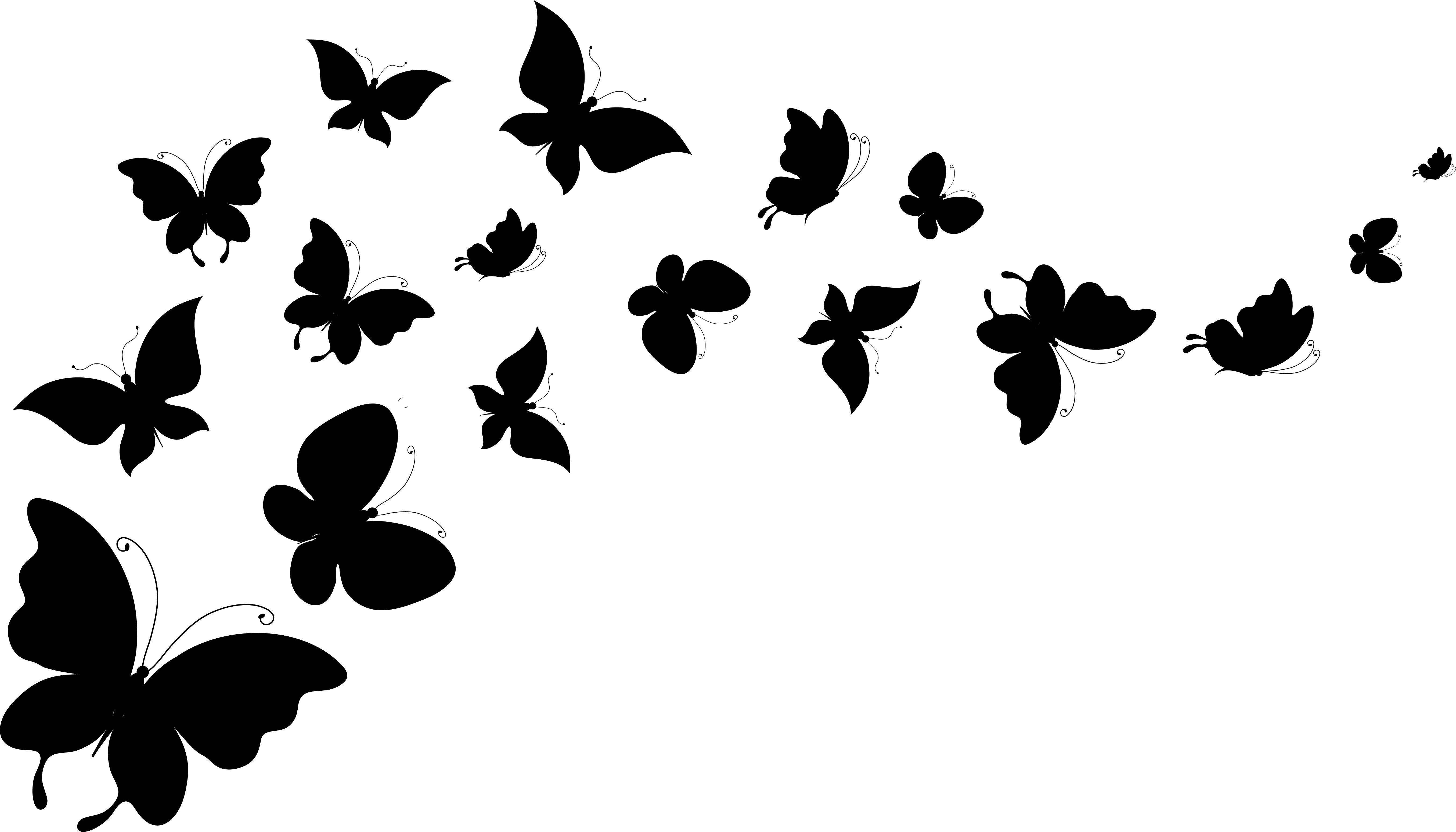 Картинки на белом фоне. Силуэт бабочки. Бабочка вектор. Бабочка черно белая. Черные бабочки на белом фоне.