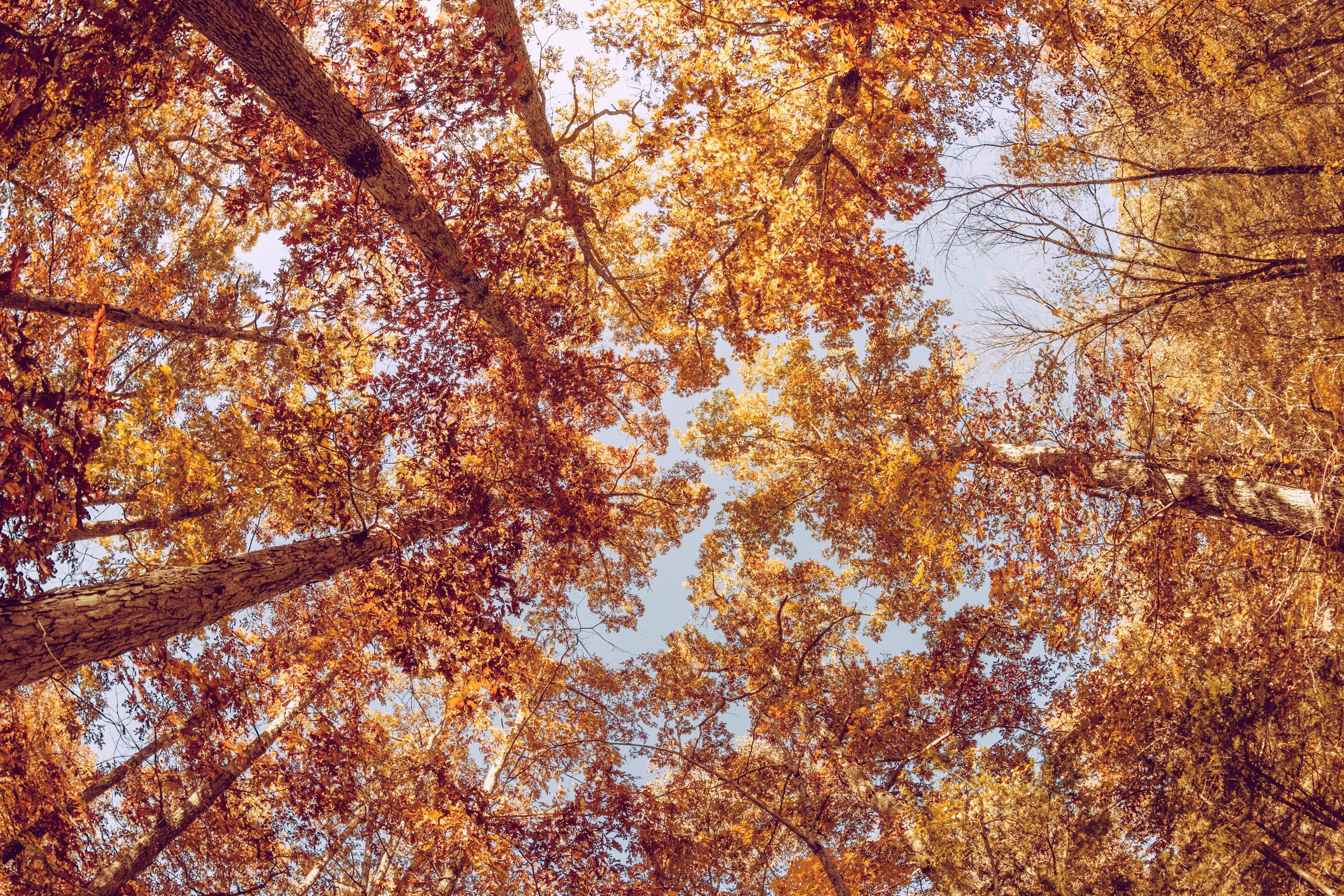 Обои небо, деревья, листва, осень, the sky, trees, foliage, autumn разрешение 2880x1920 Загрузить