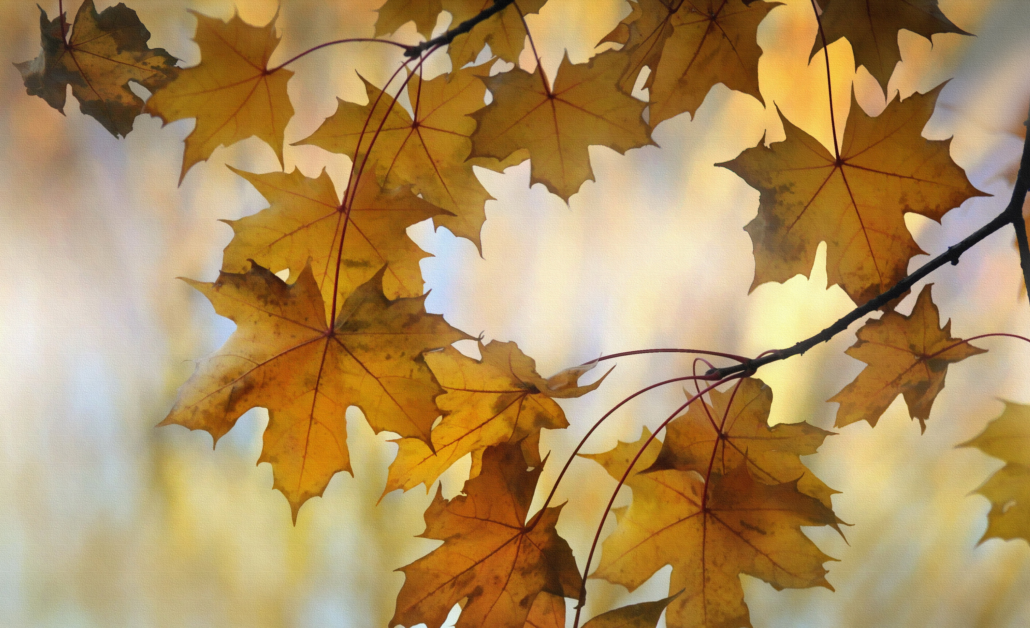 Обои природа, листья, осень, nature, leaves, autumn разрешение 3589x2190 Загрузить
