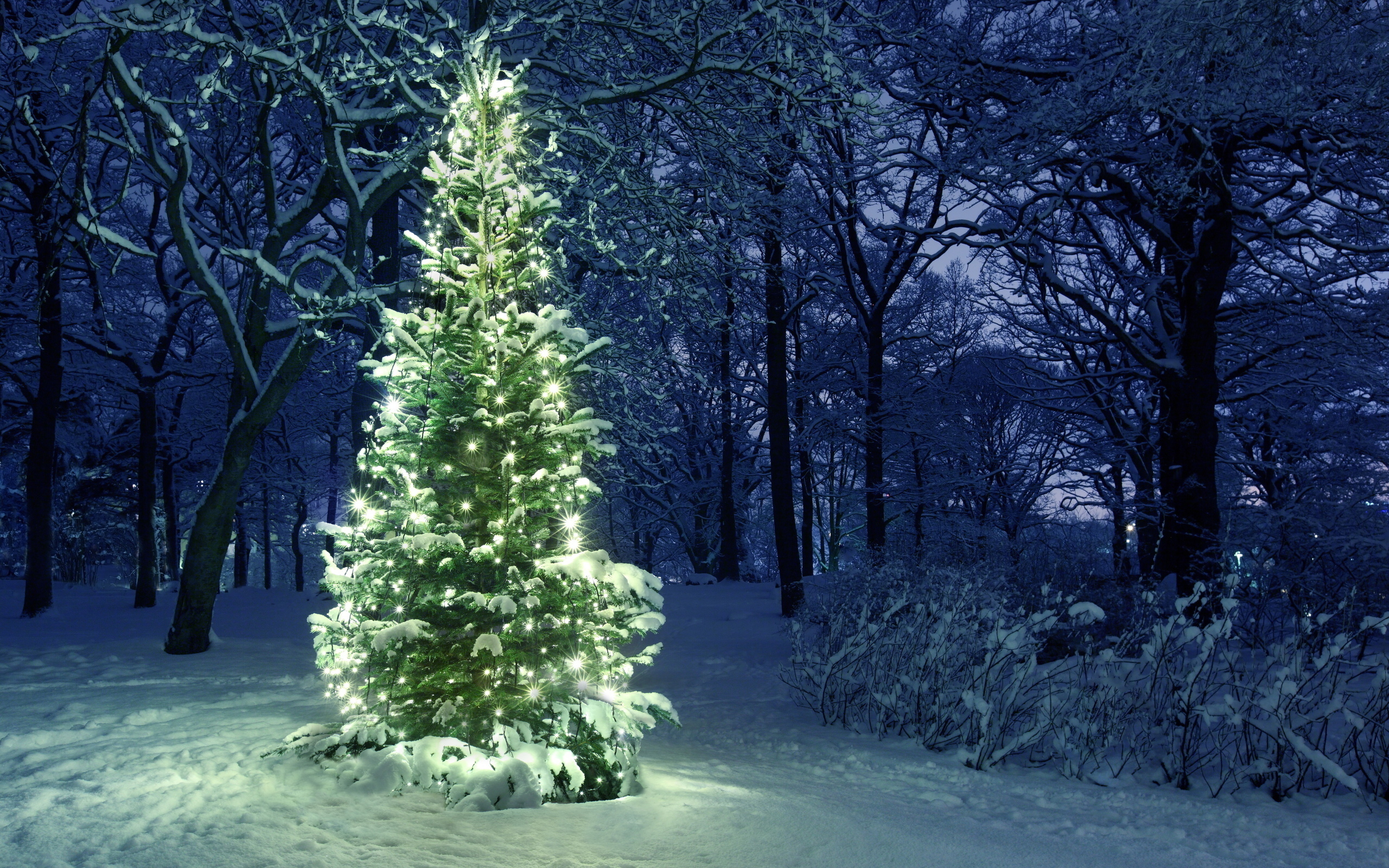 Обои ночь, снег, новый год, елка, зима, ель, night, snow, new year, tree, winter, spruce разрешение 2560x1600 Загрузить