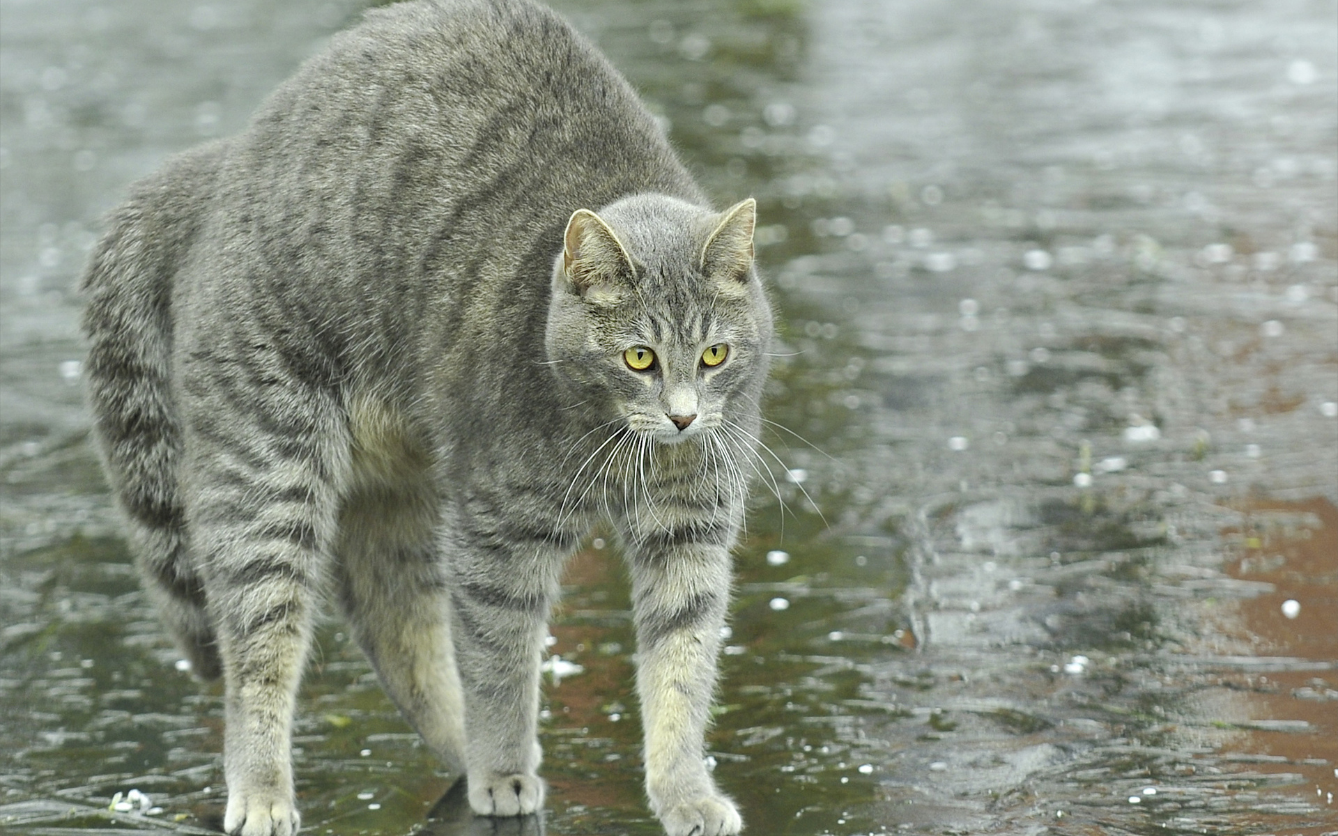 Обои животные, кот, кошка, улица, спина, дождь, animals, cat, street, back, rain разрешение 1920x1200 Загрузить