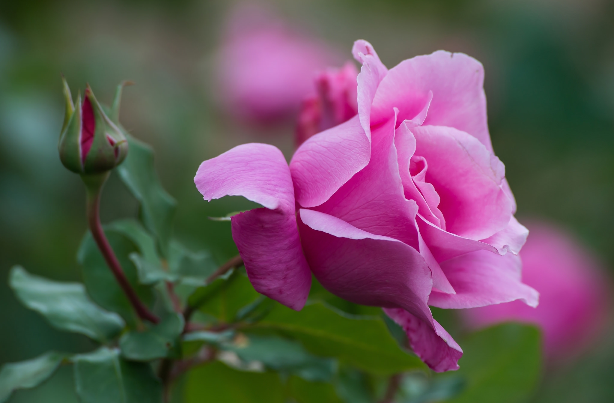 лепестки бутон роза petals Bud rose без смс