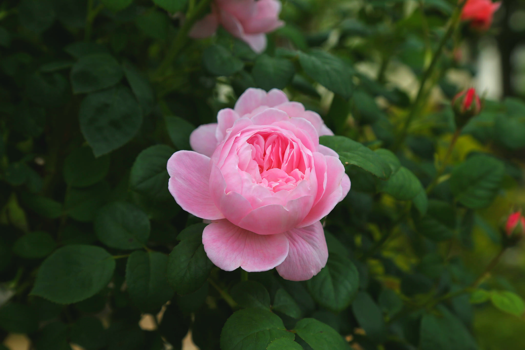 Обои роза, бутон, розовый, куст, rose, bud, pink, bush разрешение 2048x1365 Загрузить