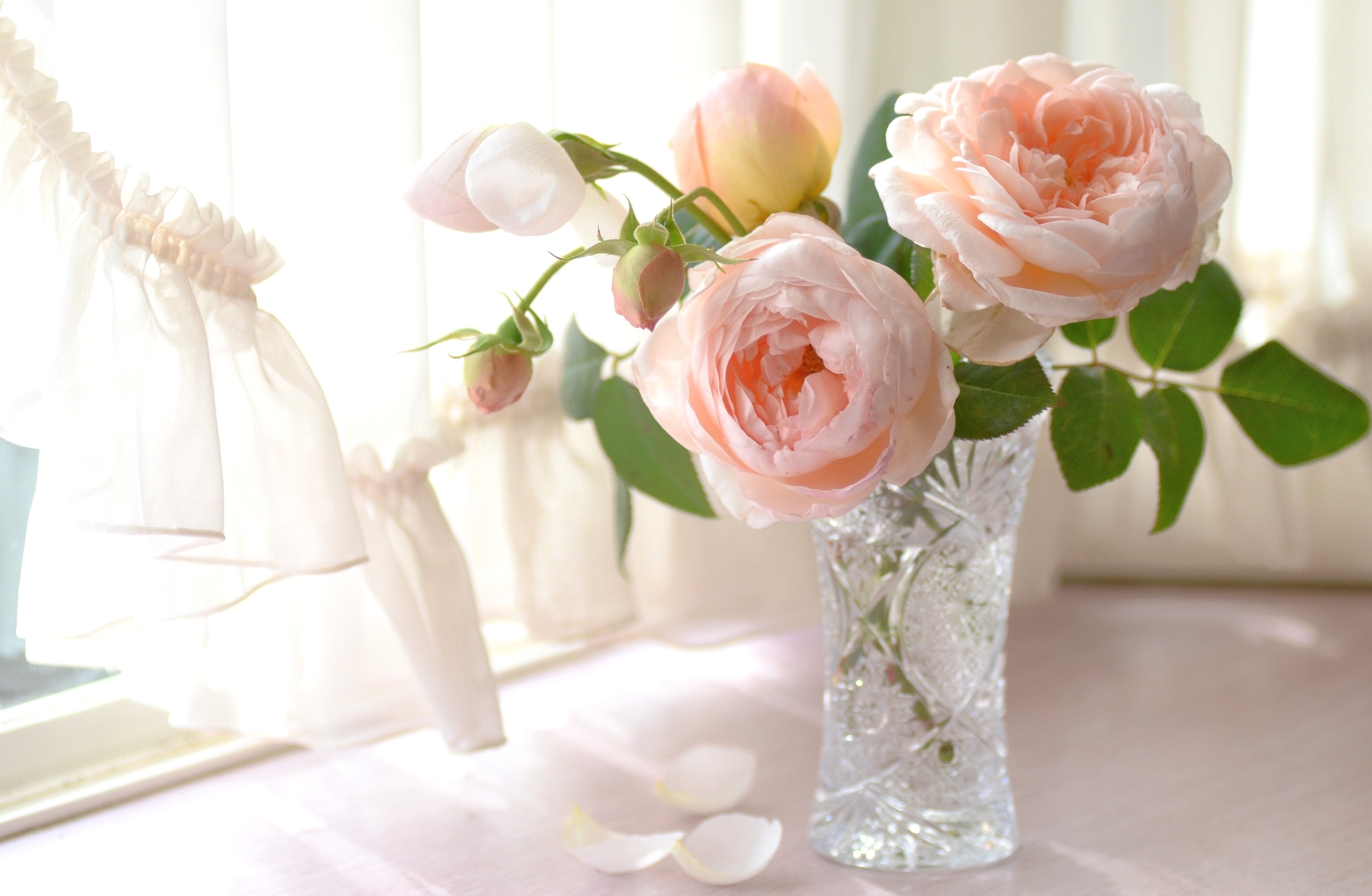 Обои свет, розы, лепестки, окно, нежность, ваза, light, roses, petals, window, tenderness, vase разрешение 2048x1338 Загрузить