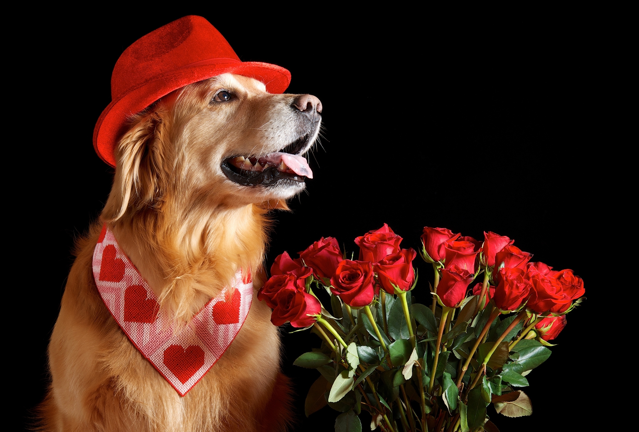 С днем рождения картинки с собачкой. Собака с цветами. Собака с цветком в зубах. Собака с розой. Животные с букетом цветов.