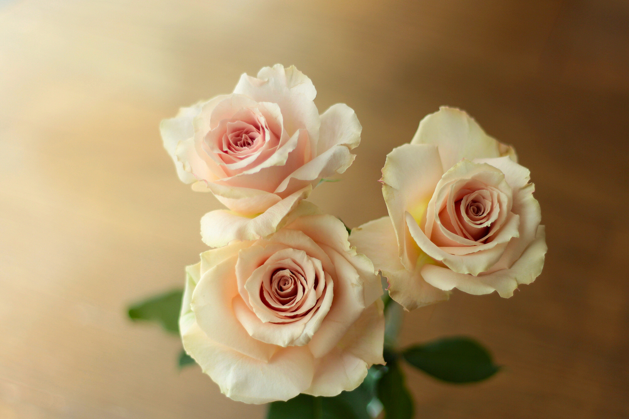Обои розочки. Нежные розы. Бежевые розы. Нежные кремовые розы.