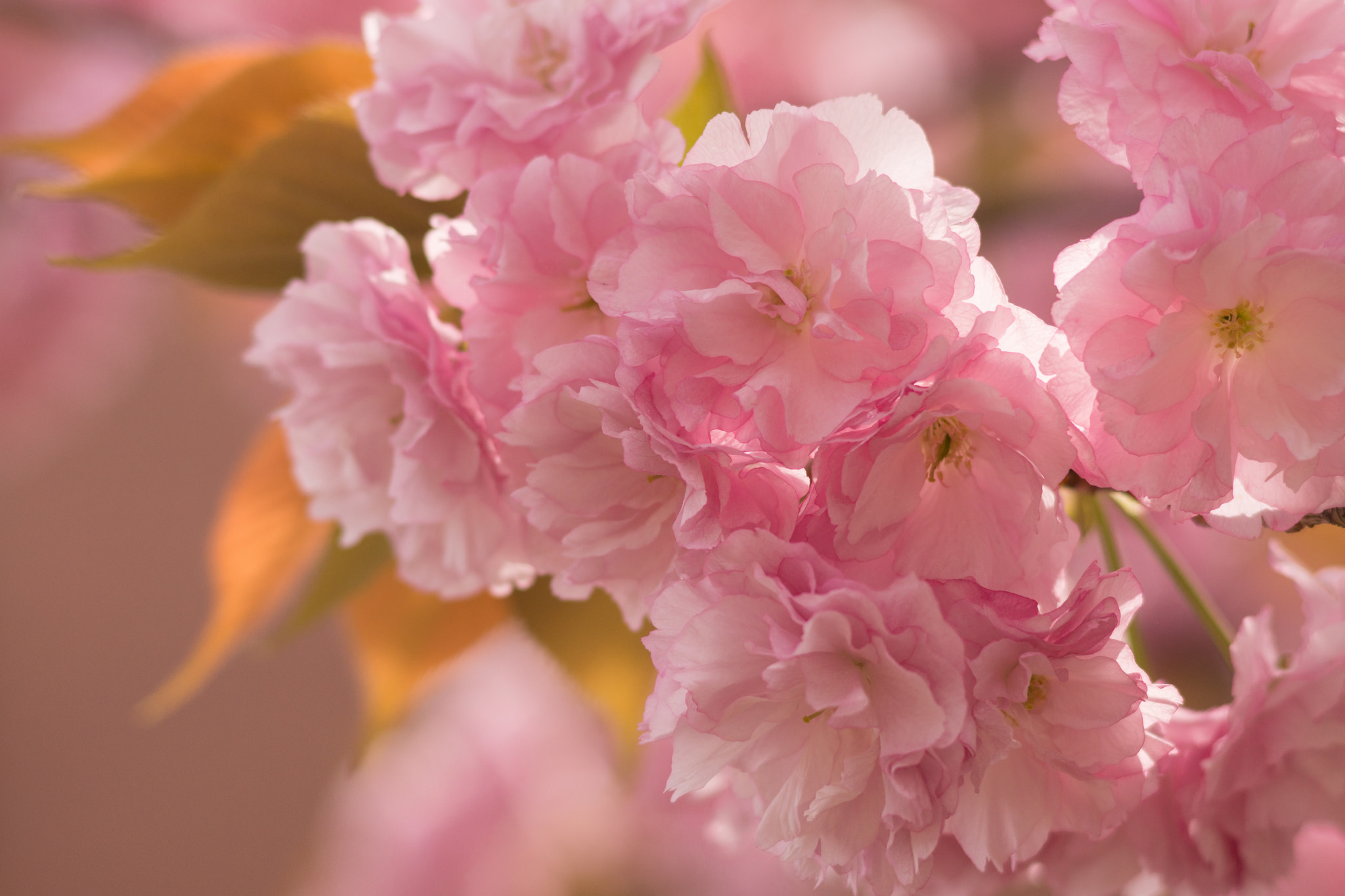 Нежные цветочки песня. Персиковая Сакура. Розовые цветы. Нежные весенние цветы. Нежный цветок.