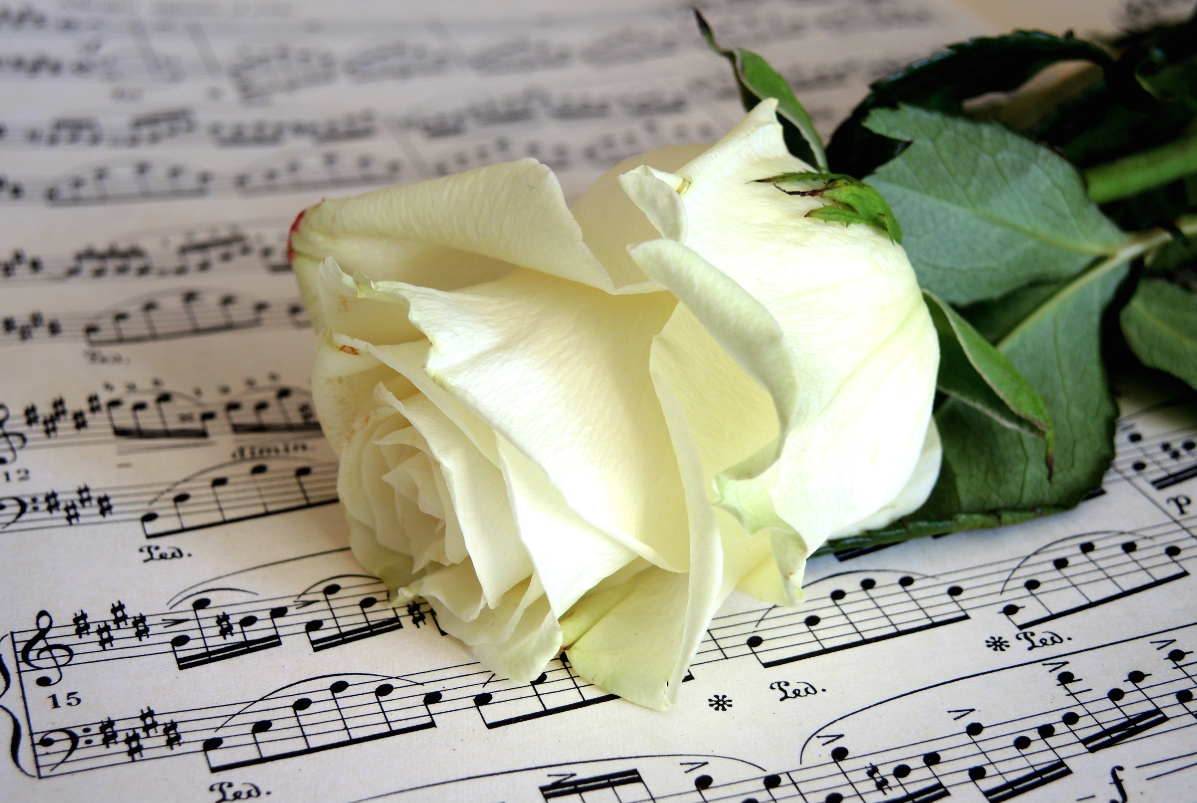 С днем рождением поздравить песню хорошую. Цветы для музыканта. Музыкальный букет. Красивые цветы с нотками. Букет цветов и Ноты.