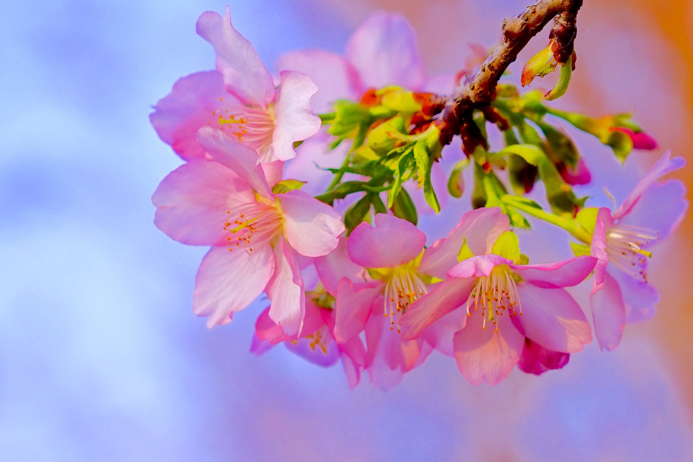 Обои ветка, цветение, макро, весна, вишня, сакура, цветки, branch, flowering, macro, spring, cherry, sakura, flowers разрешение 2319x1547 Загрузить