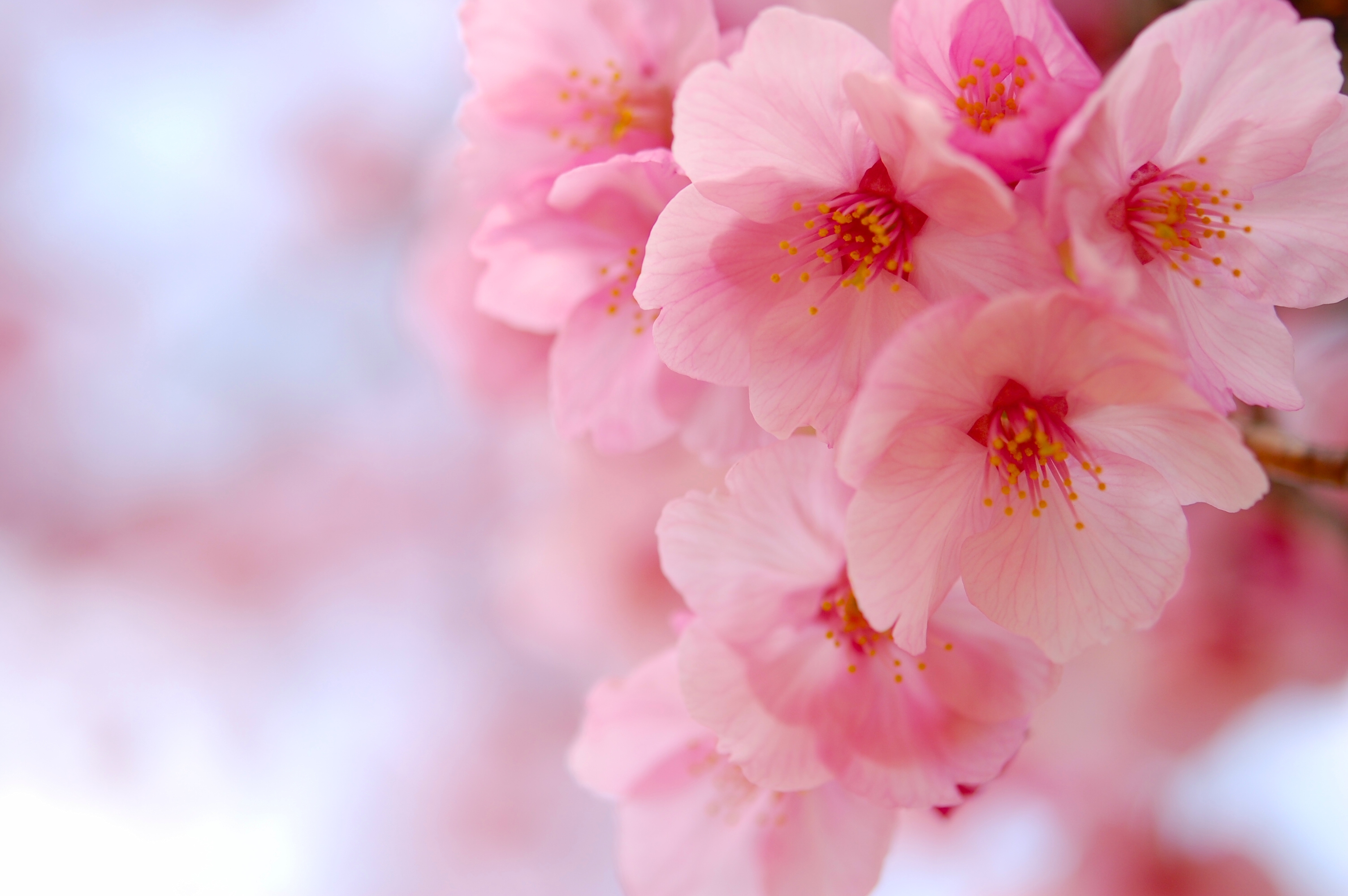 Обои цветение, макро, вишня, сакура, цветки, flowering, macro, cherry, sakura, flowers разрешение 3008x2000 Загрузить