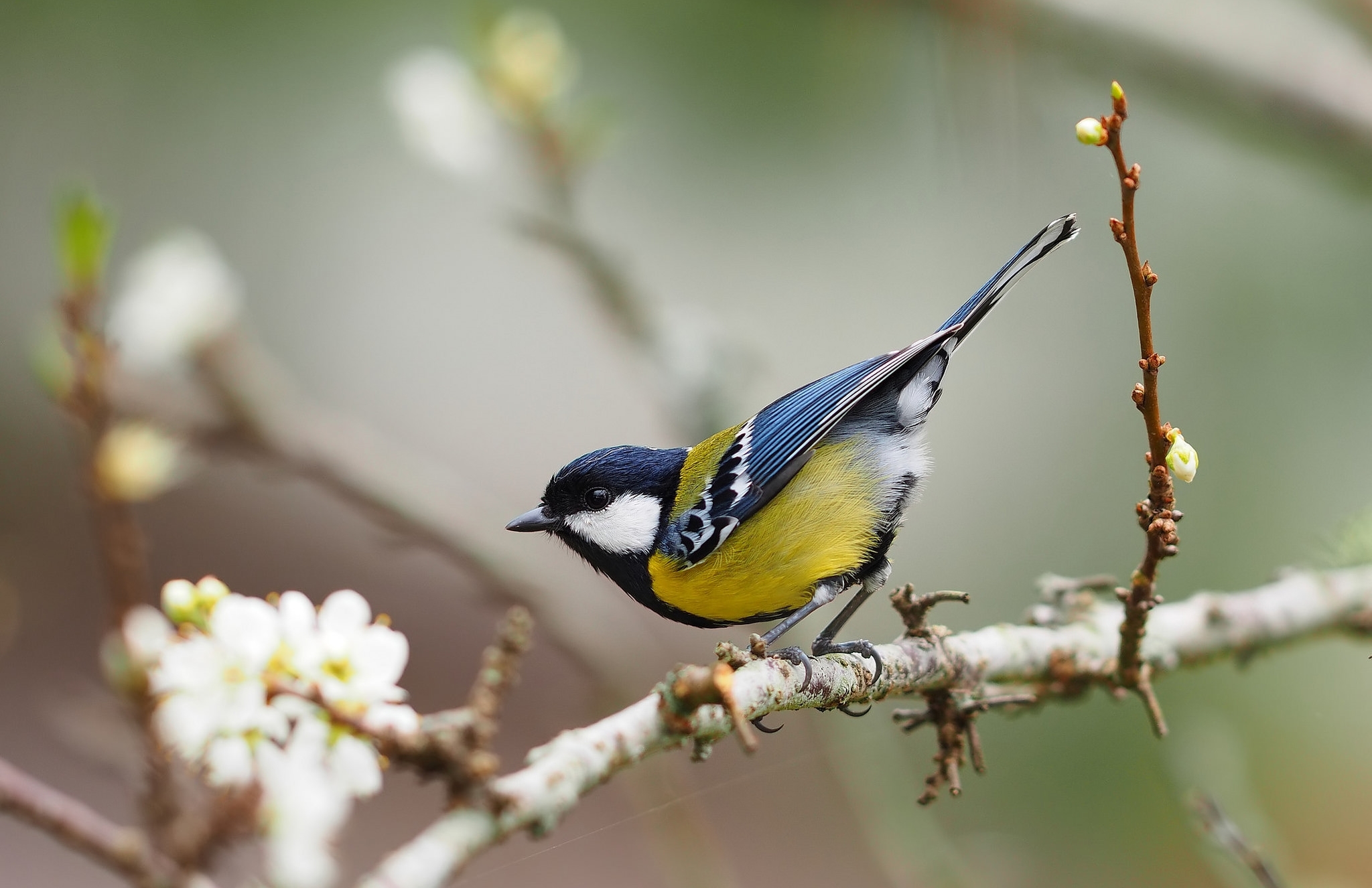 Обои ветка, птица, синица, branch, bird, tit разрешение 2048x1326 Загрузить