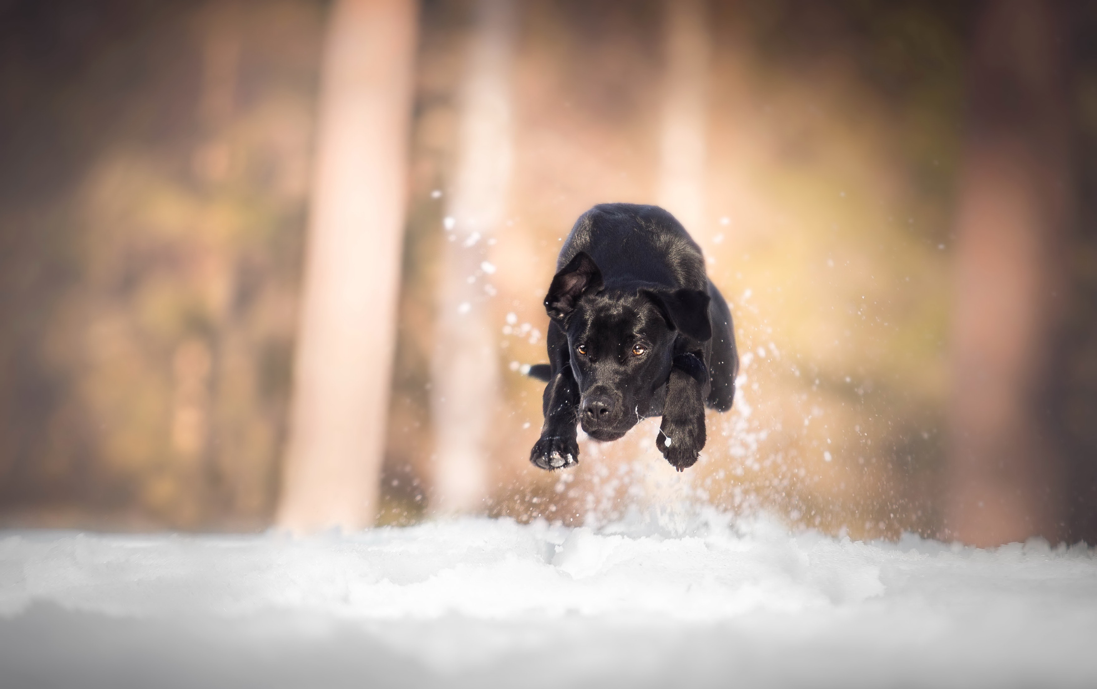 Обои снег, собака, бег, лабрадор, snow, dog, running, labrador разрешение 3520x2212 Загрузить