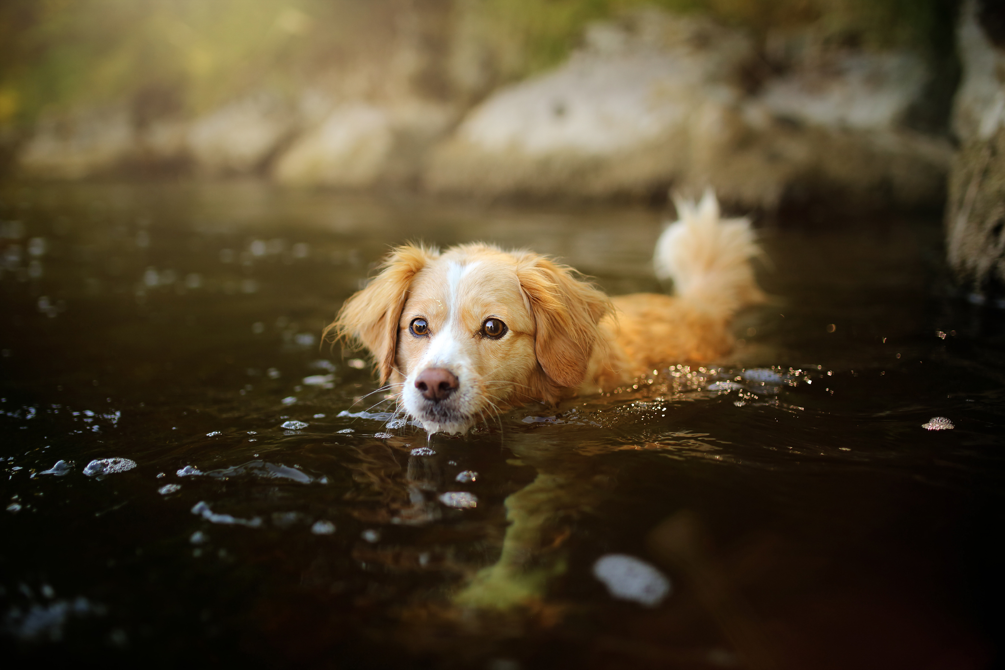 Обои вода, мордочка, взгляд, собака, щенок, water, muzzle, look, dog, puppy разрешение 2048x1365 Загрузить