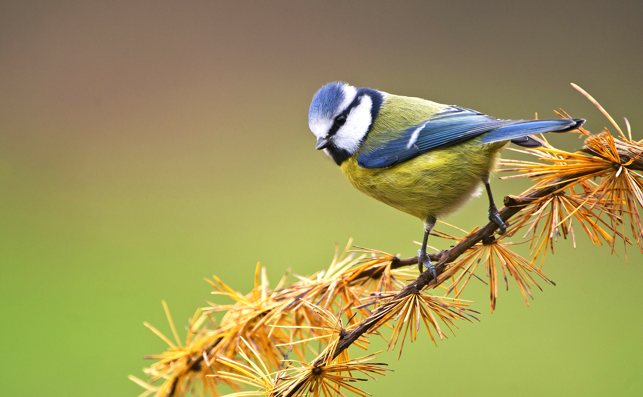 Синичка лазоревка фото птицы