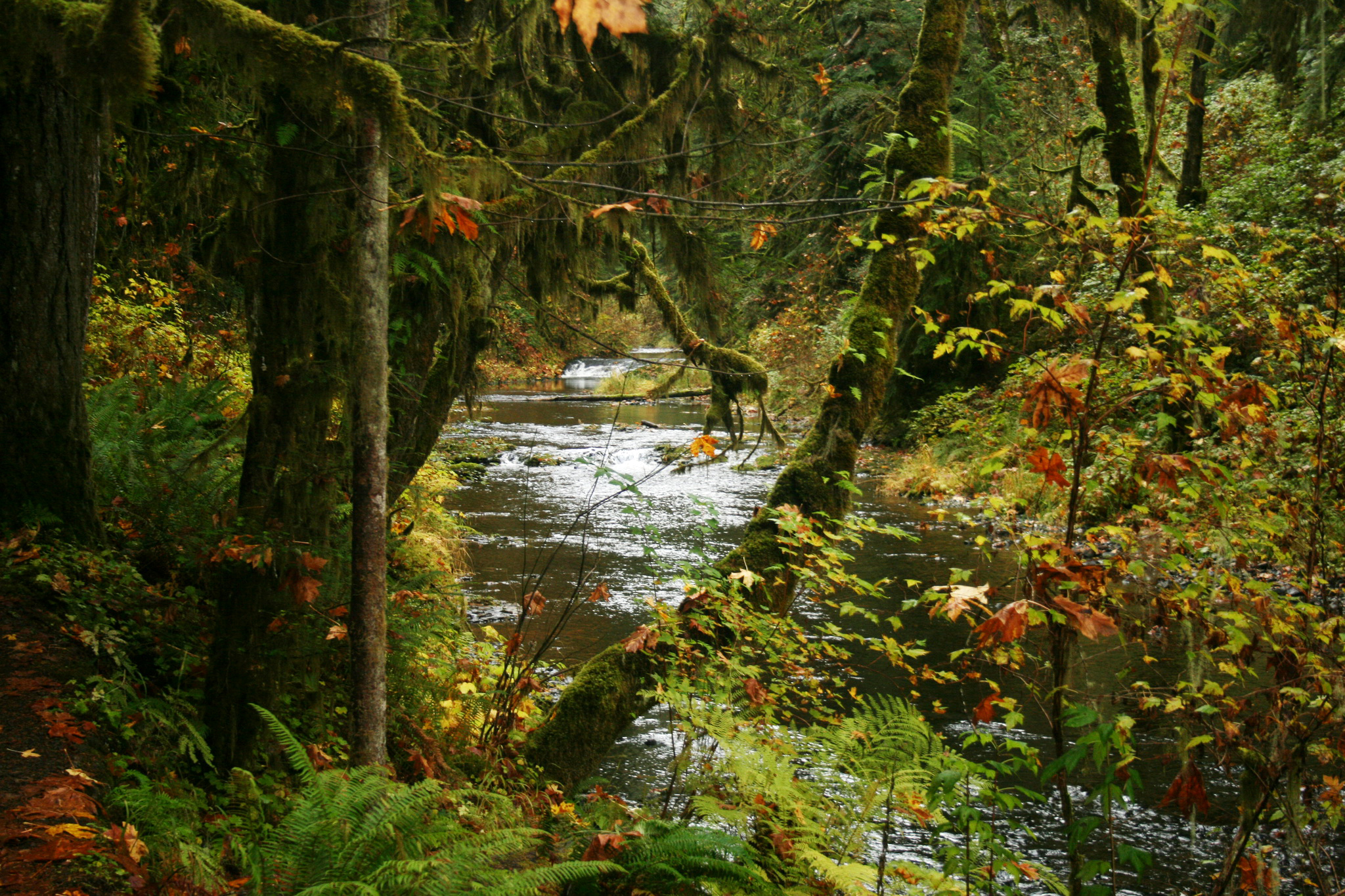 Обои деревья, парк, ручей, кусты, осень, сша, silver falls state park, trees, park, stream, the bushes, autumn, usa разрешение 2048x1365 Загрузить