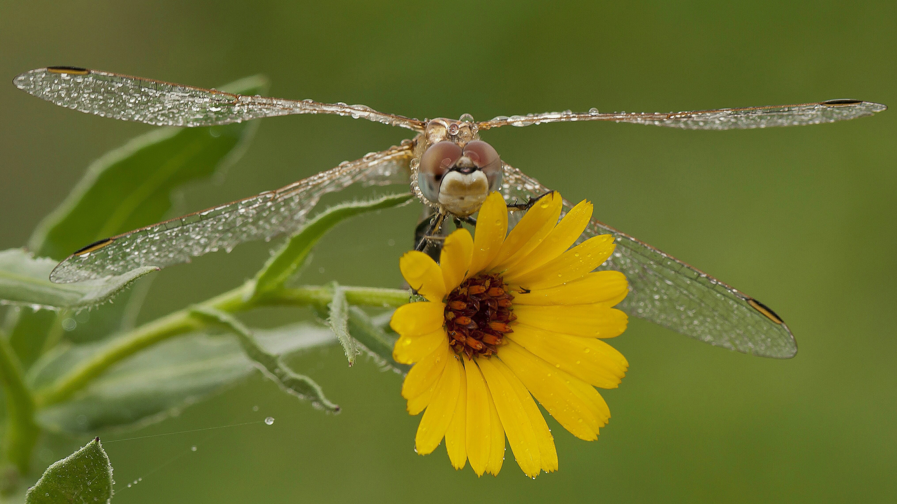 Обои макро, насекомое, цветок, стрекоза, крылышки, macro, insect, flower, dragonfly, wings разрешение 2882x1620 Загрузить