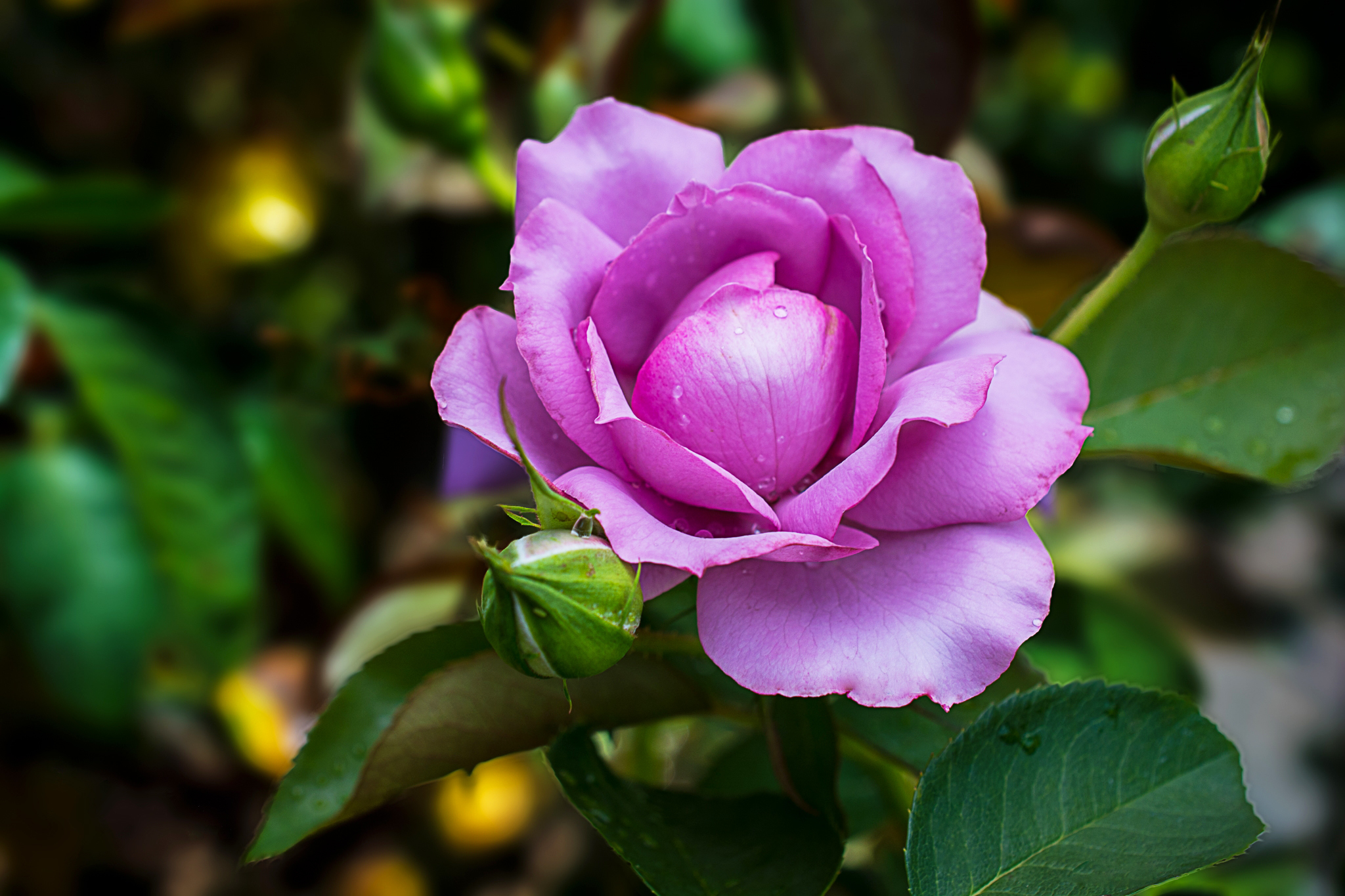 Обои цветение, роза, роз, цветком, фиалка, flowering, rose, roses, flower, violet разрешение 2048x1365 Загрузить