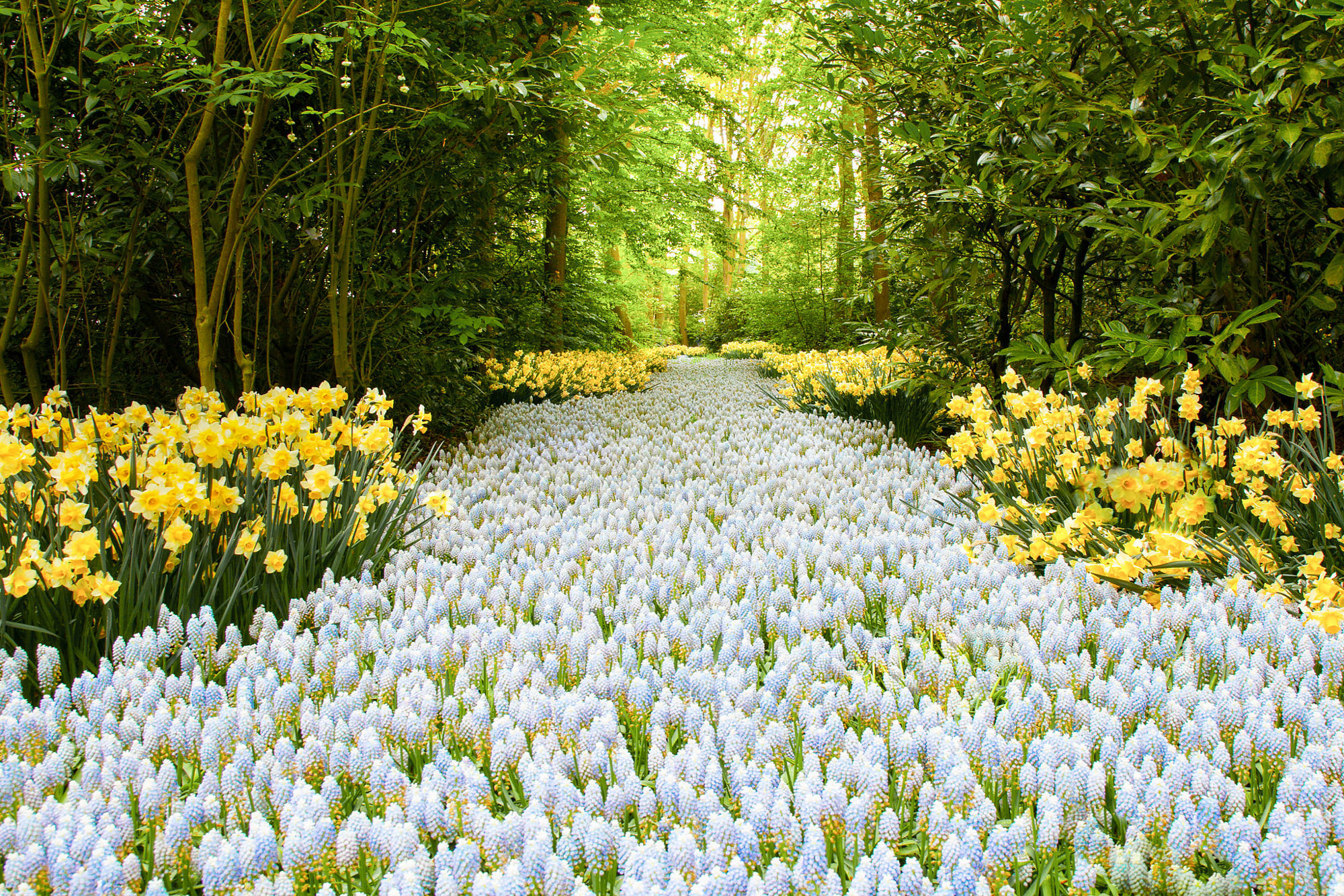 Обои цветы, деревья, природа, весна, road of flowers, flowers, trees, nature, spring разрешение 2000x1333 Загрузить