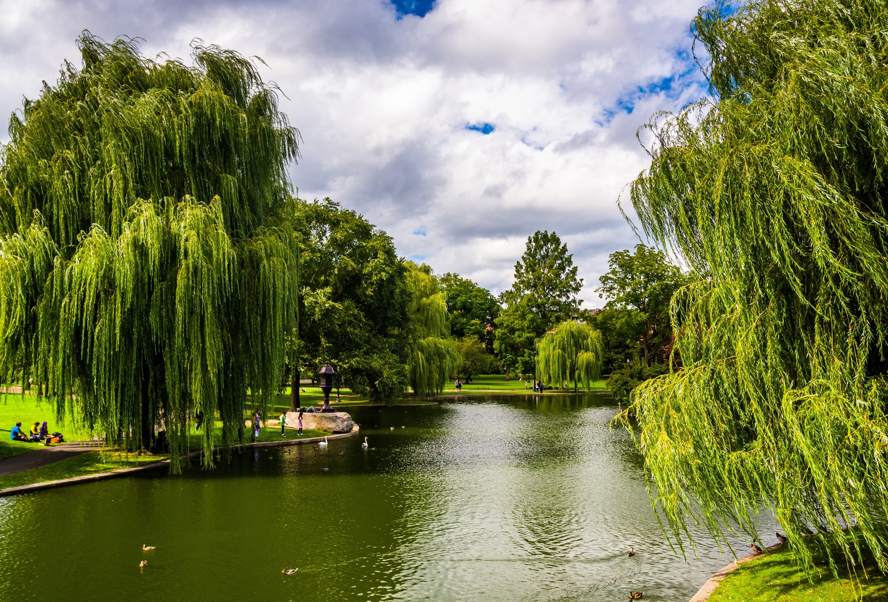 Обои деревья, зелень, парк, сша, пруд, бостон, массачусетс, trees, greens, park, usa, pond, boston, massachusetts разрешение 2880x1953 Загрузить