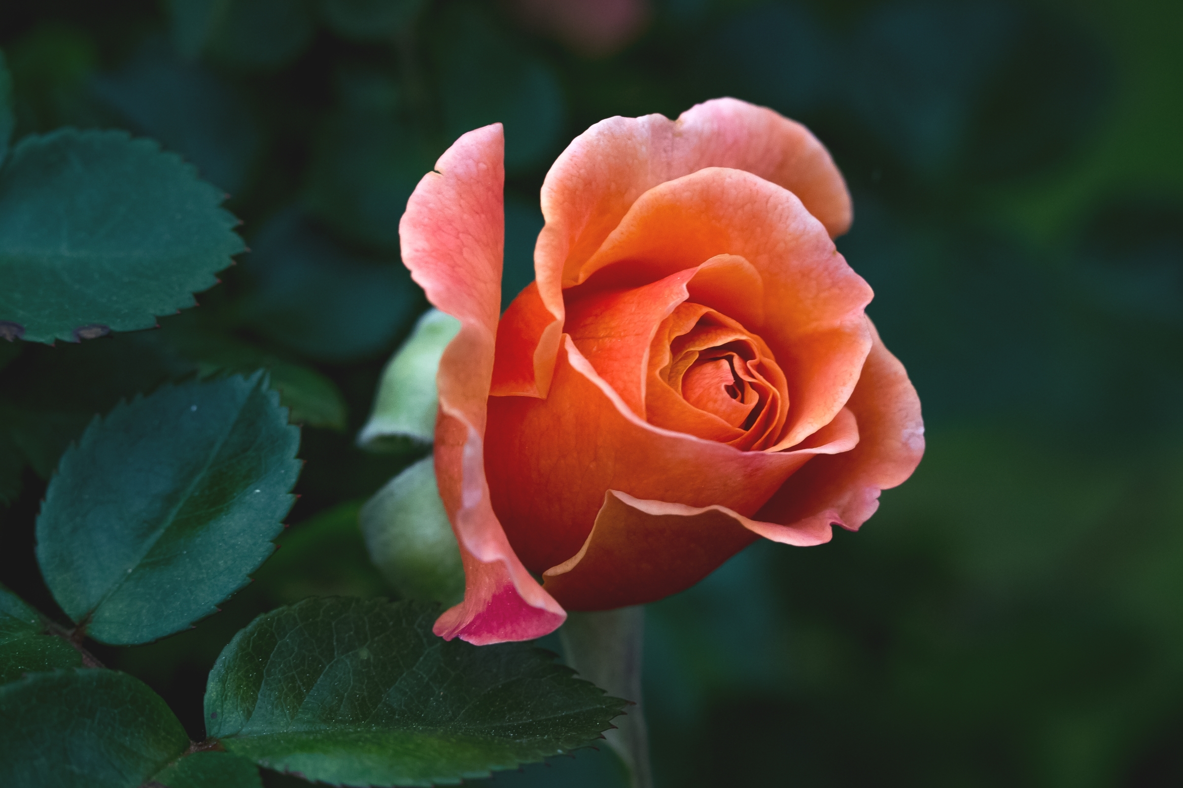 Цветы розы фото. Роза Лихтблик. Роза Алиса чайно-гибридная. Girandola роза. Прекрасные розы.
