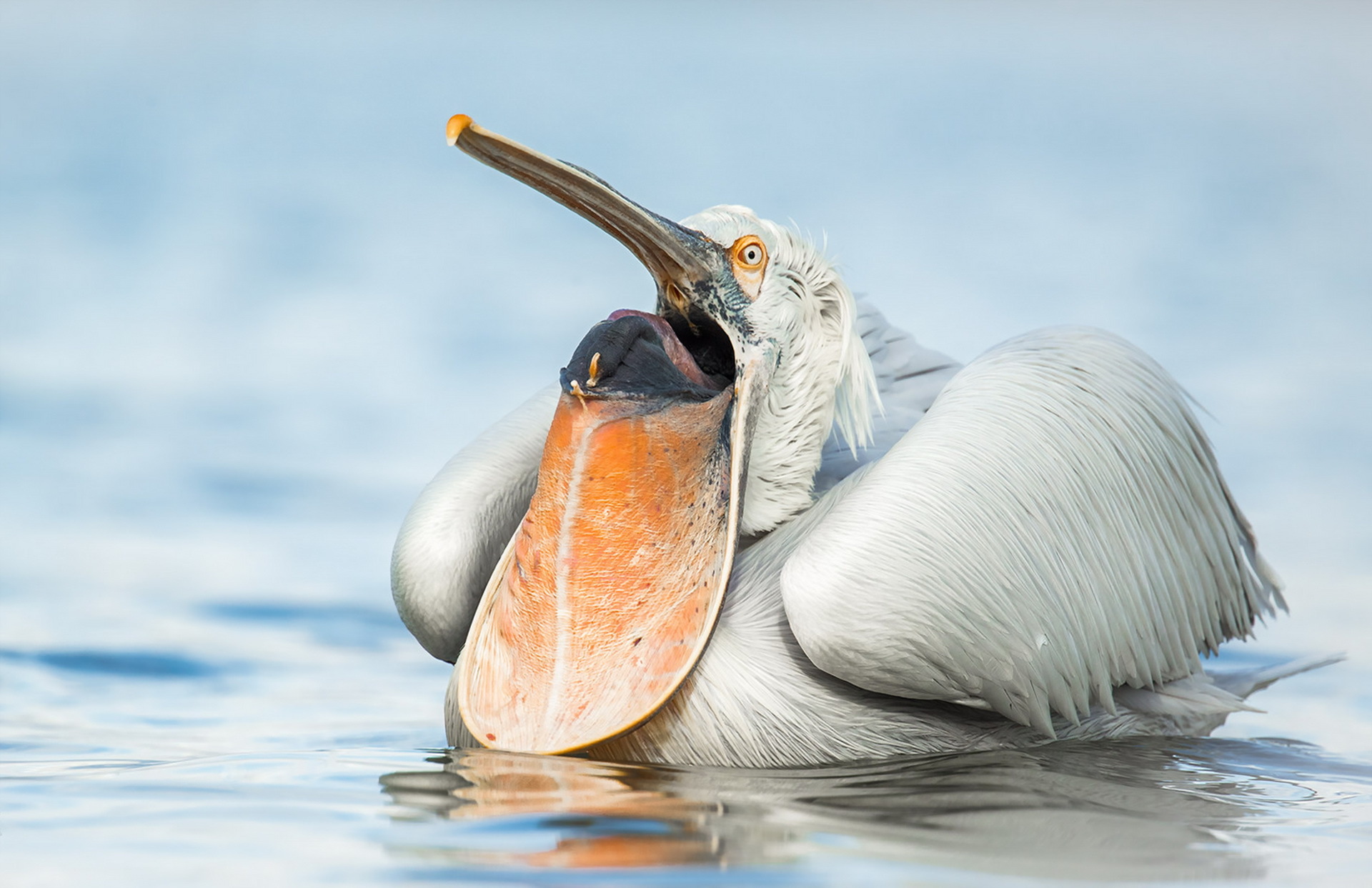 Обои природа, птица, пеликан, nature, bird, pelican разрешение 1920x1243 Загрузить