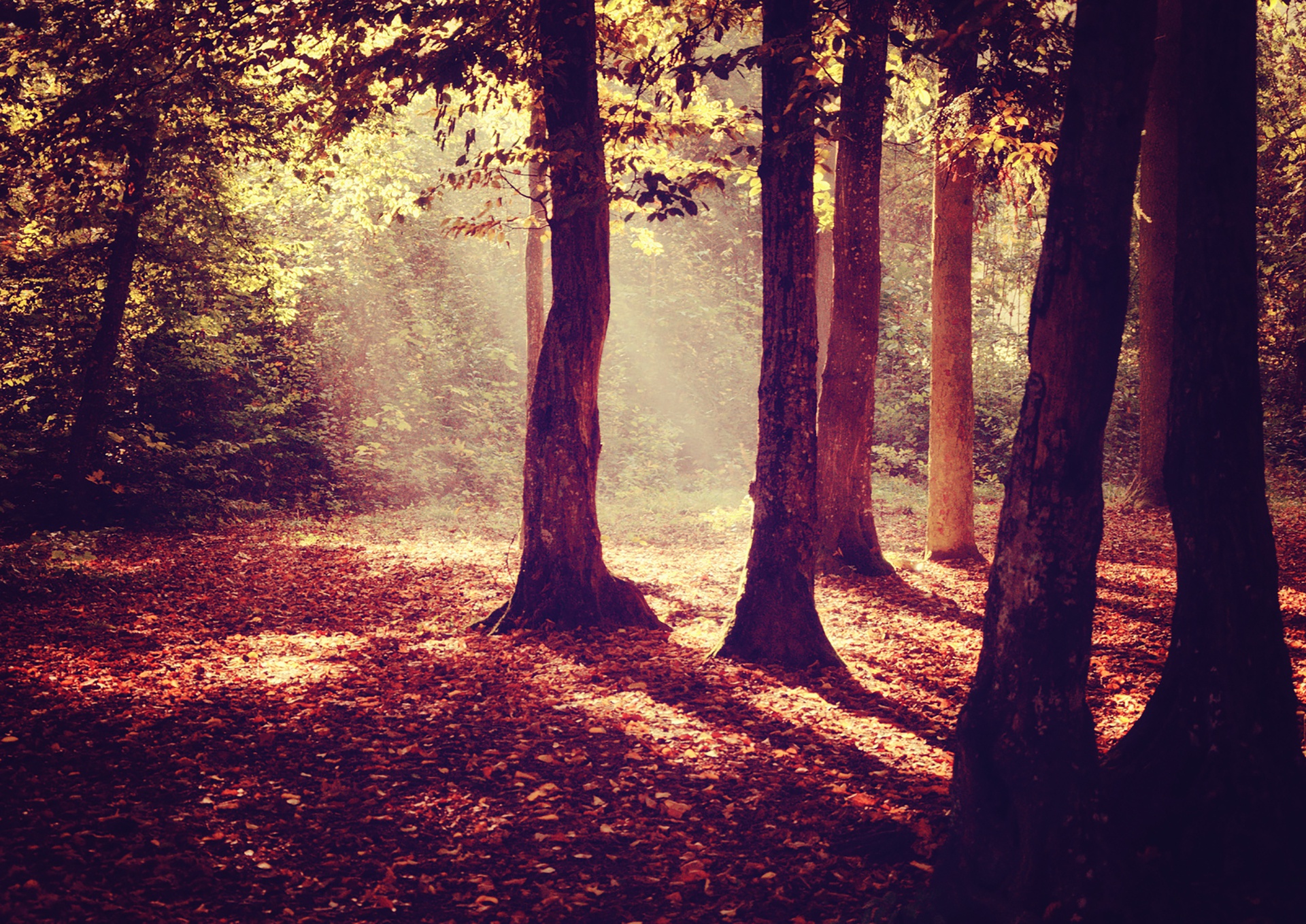 Обои деревья, лес, листья, осень, деревь, осен, солнечный свет,  листья, sunray, trees, forest, leaves, autumn, sunlight разрешение 1920x1358 Загрузить