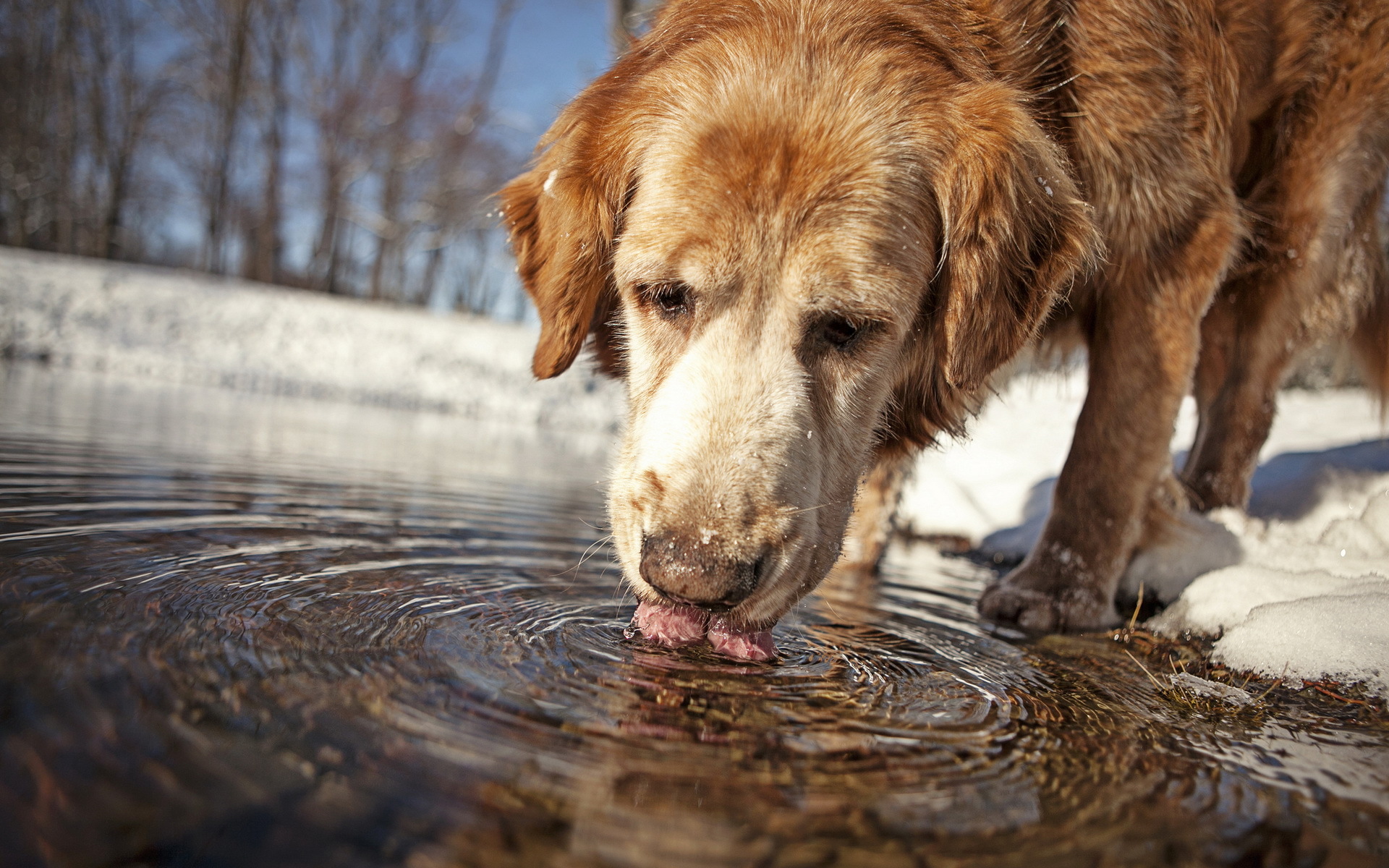 Обои вода, собака, друг, water, dog, each разрешение 1920x1200 Загрузить