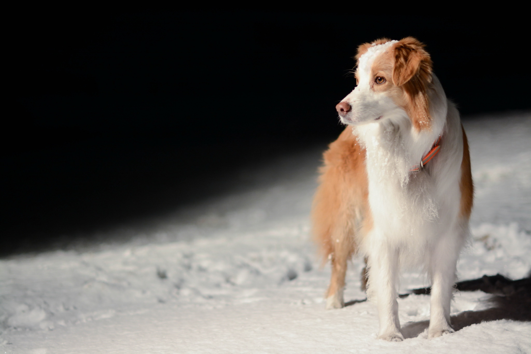 собака снег взгляд скачать