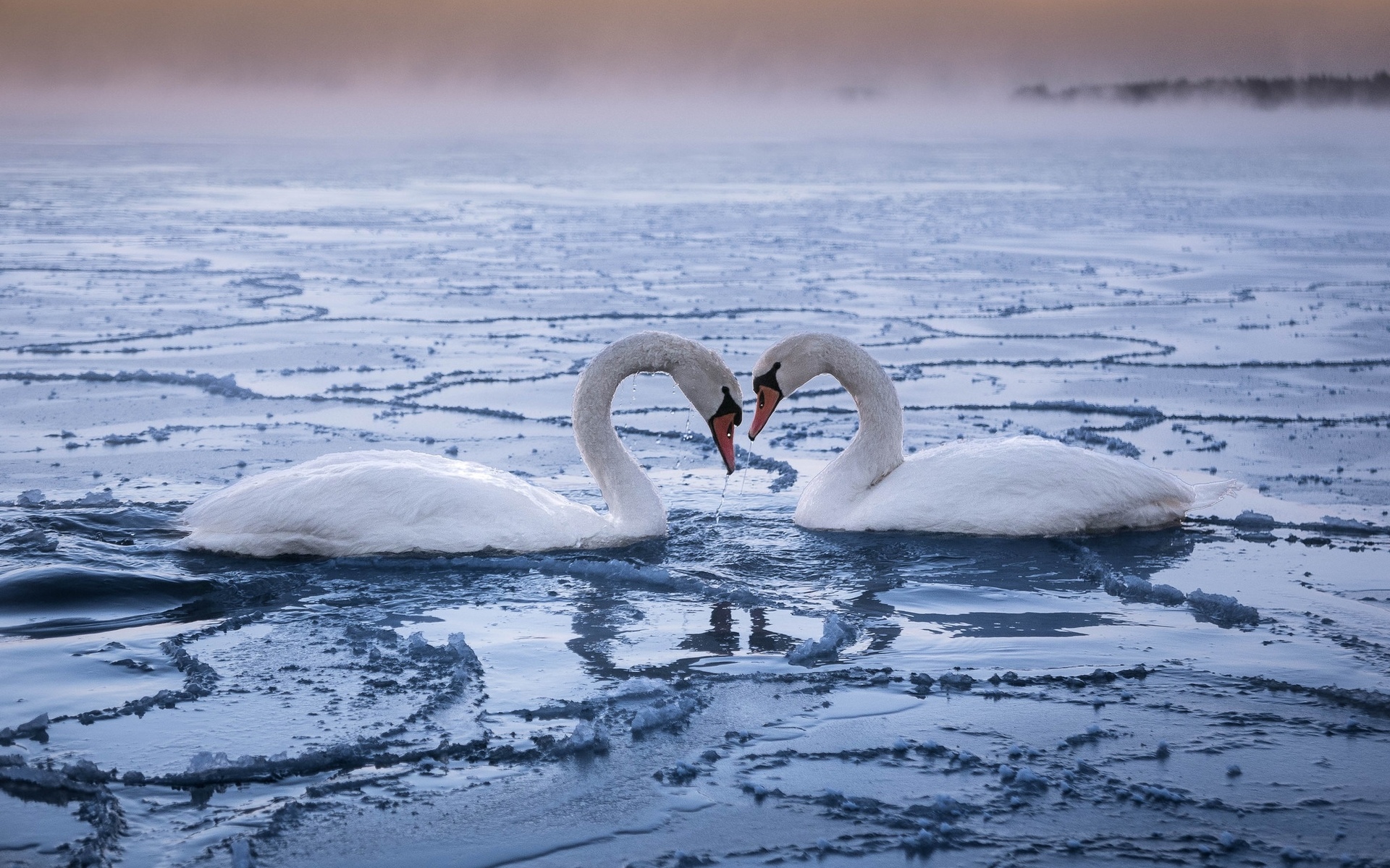 Обои пара, лебеди, верность, pair, swans, loyalty разрешение 1920x1200 Загрузить