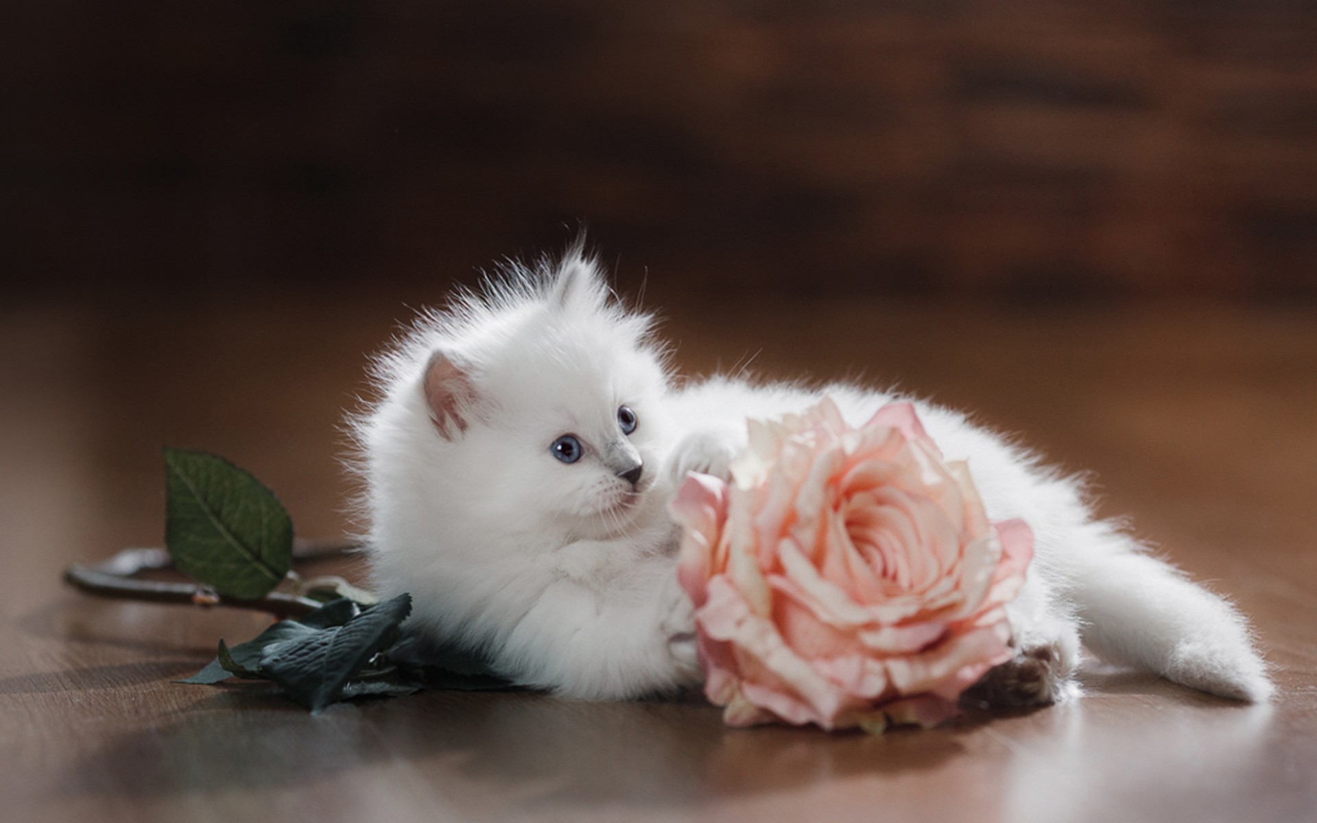 Обои цветок, кот, мордочка, роза, кошка, взгляд, котенок, белый, flower, cat, muzzle, rose, look, kitty, white разрешение 1920x1200 Загрузить