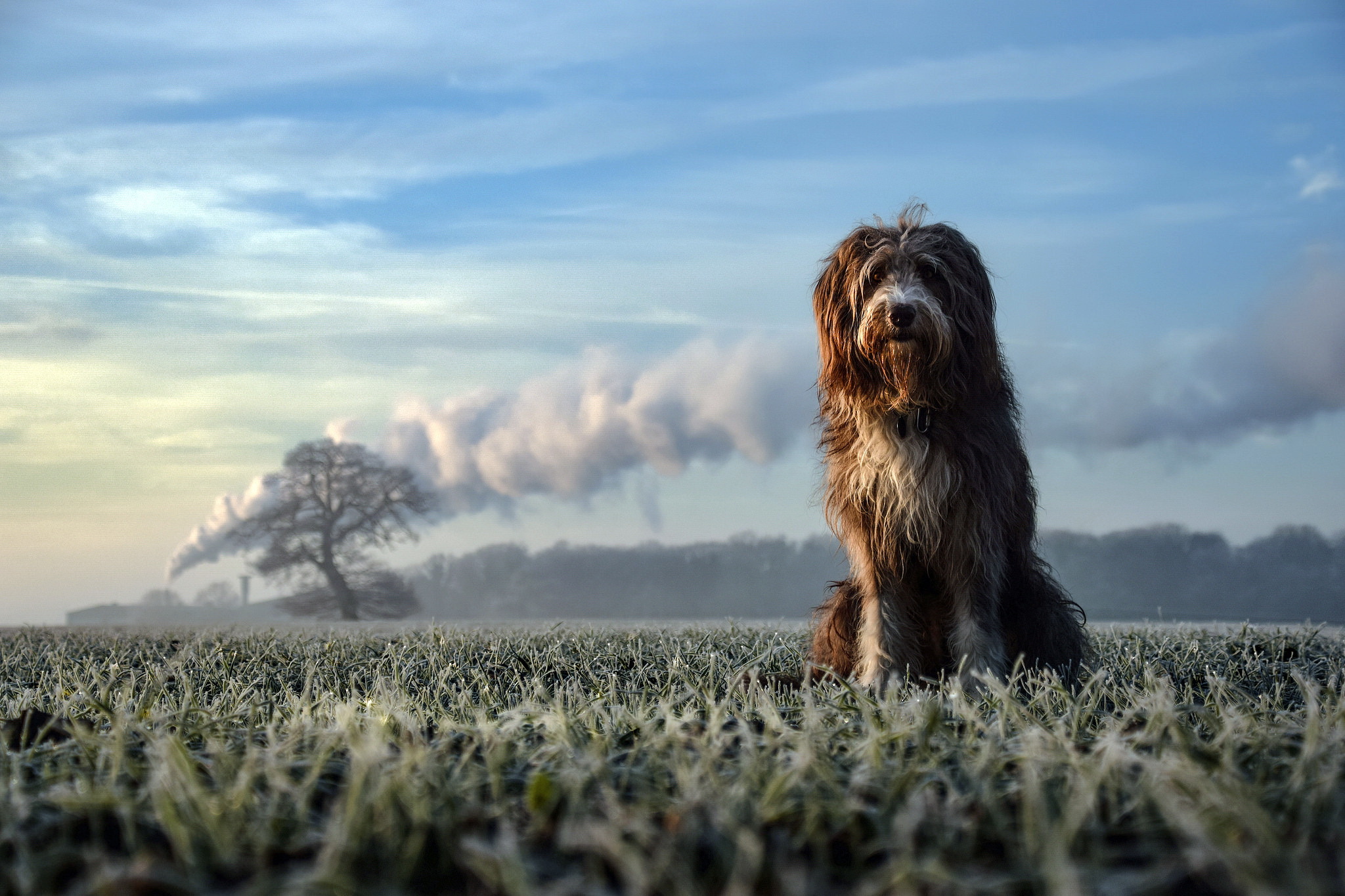 Обои природа, взгляд, собака, друг, nature, look, dog, each разрешение 2048x1365 Загрузить