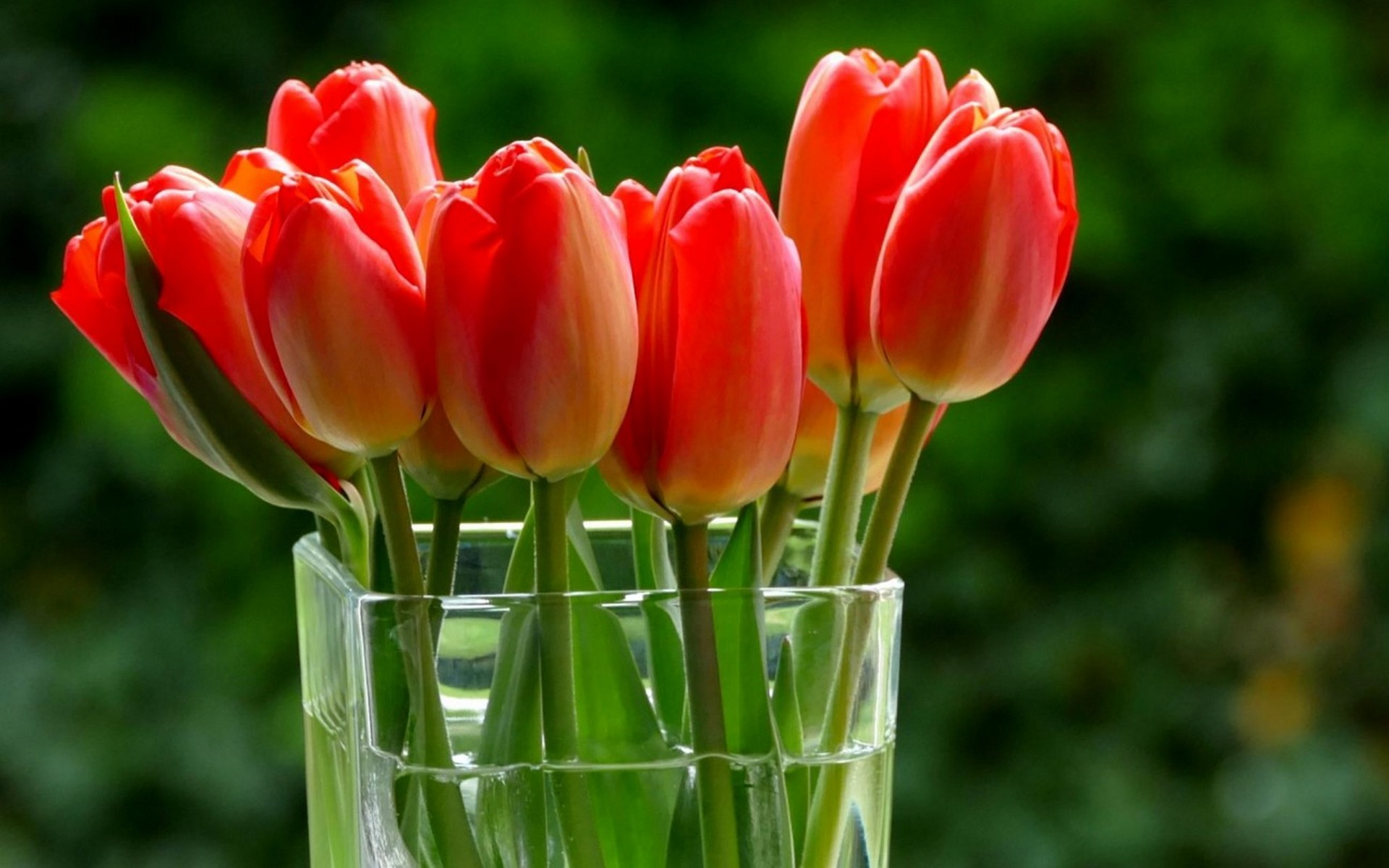 Обои букет, тюльпаны, ваза, боке, bouquet, tulips, vase, bokeh разрешение 1920x1200 Загрузить