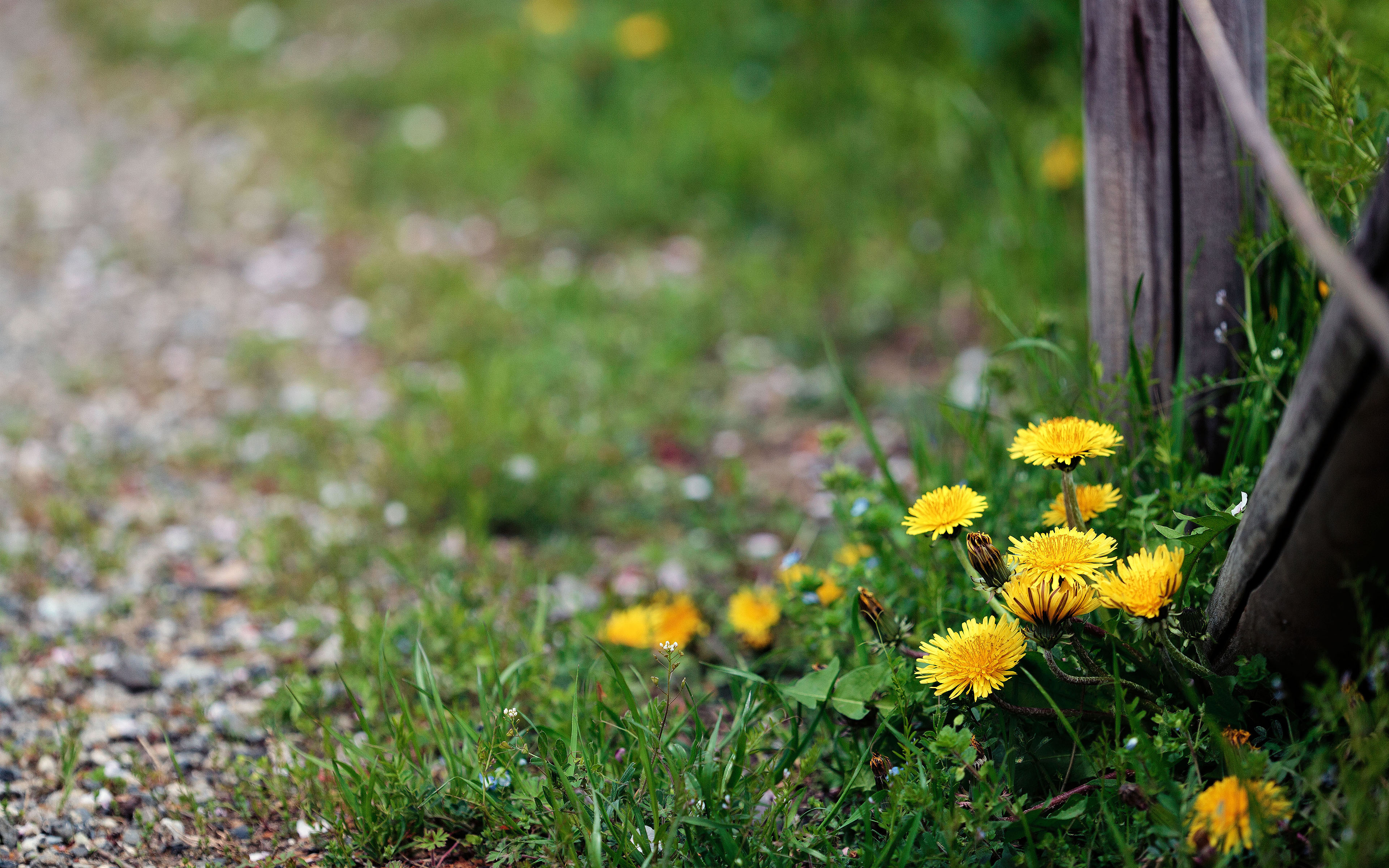 Обои цветы, забор, одуванчики, flowers, the fence, dandelions разрешение 3840x2400 Загрузить