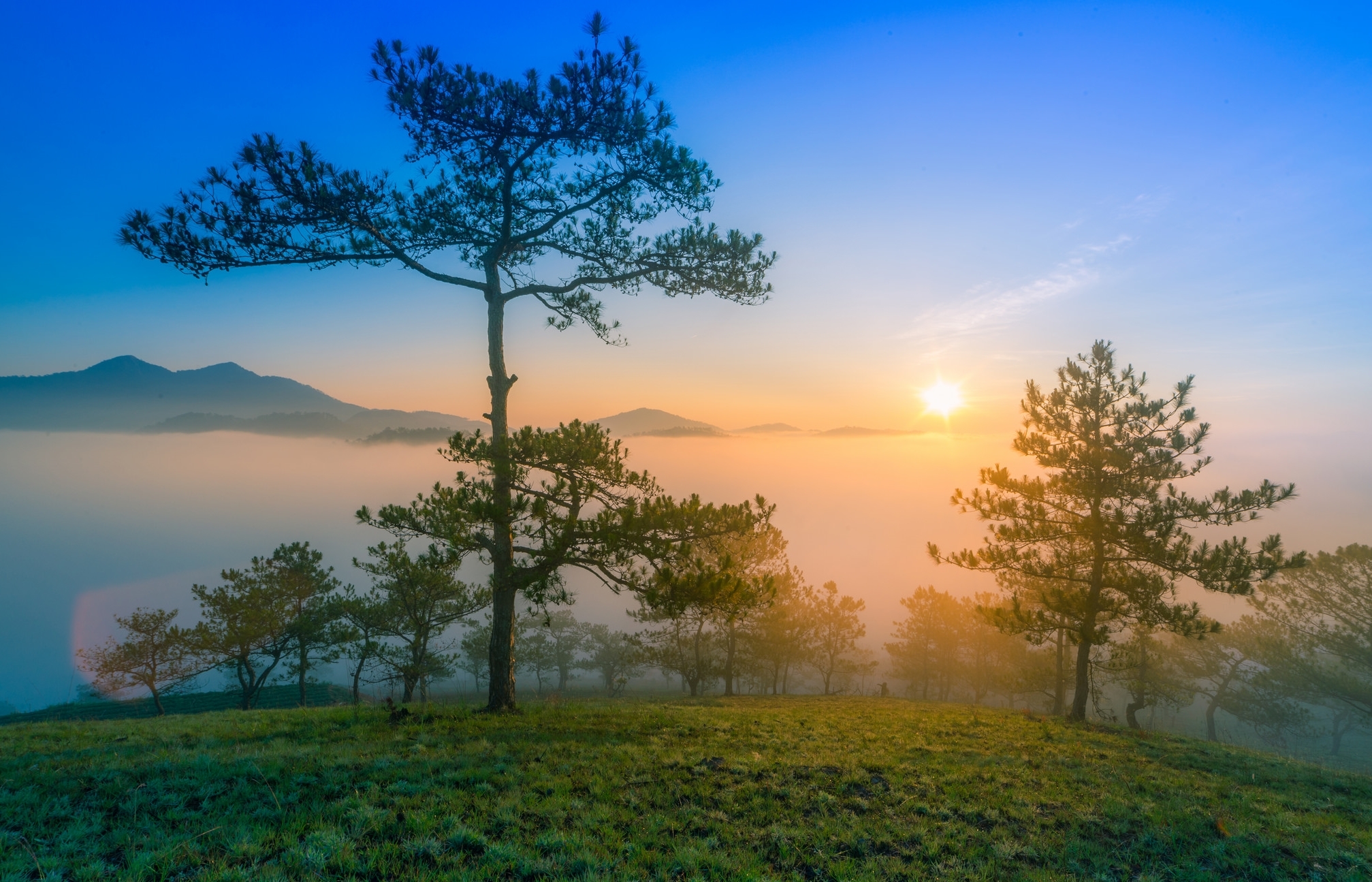 Обои деревья, горы, солнце, утро, туман, рассвет, сосны, trees, mountains, the sun, morning, fog, dawn, pine разрешение 2015x1295 Загрузить
