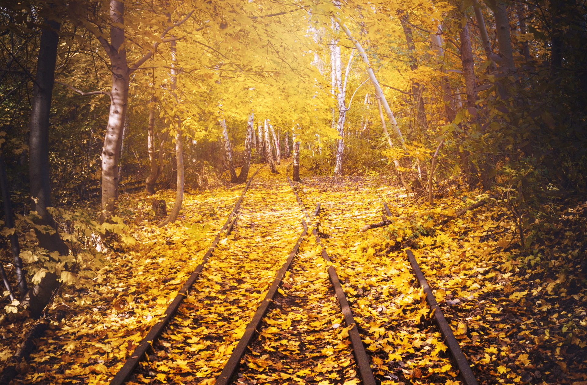 Обои дорога, железная дорога, рельсы, листья, березы, осень, road, railroad, rails, leaves, birch, autumn разрешение 1920x1261 Загрузить