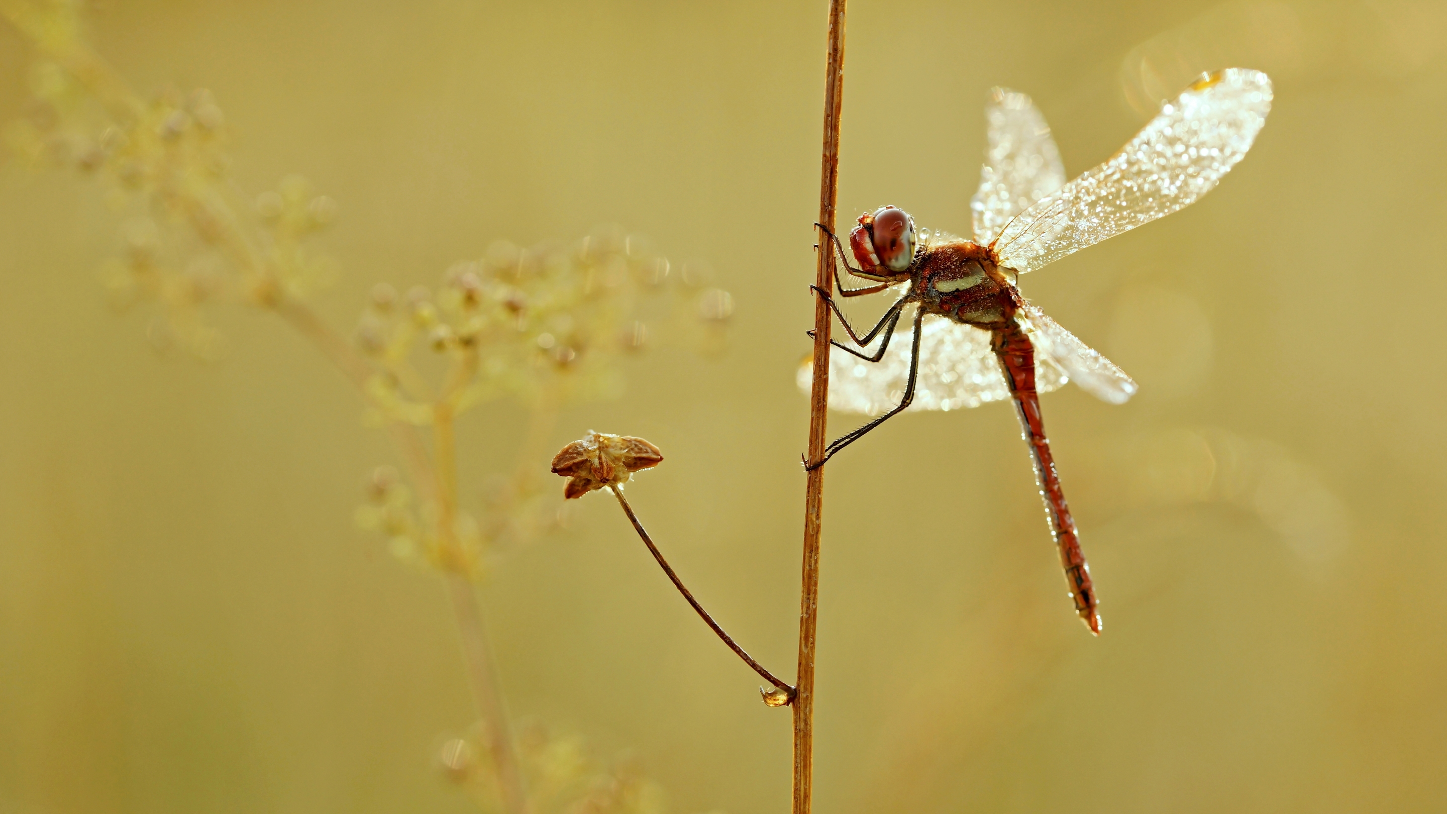 Обои макро, насекомое, крылья, стрекоза, растение, macro, insect, wings, dragonfly, plant разрешение 2880x1620 Загрузить