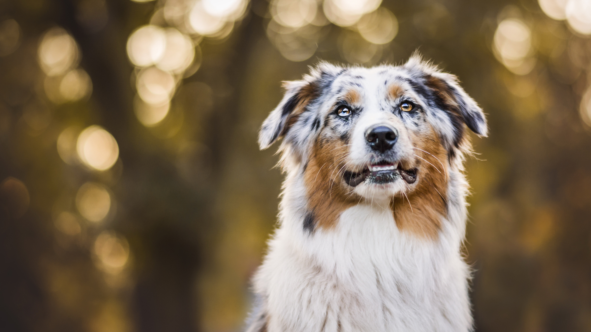 Обои портрет, осень, собака, боке, австралийская овчарка, аусси, portrait, autumn, dog, bokeh, australian shepherd, aussie разрешение 2048x1152 Загрузить