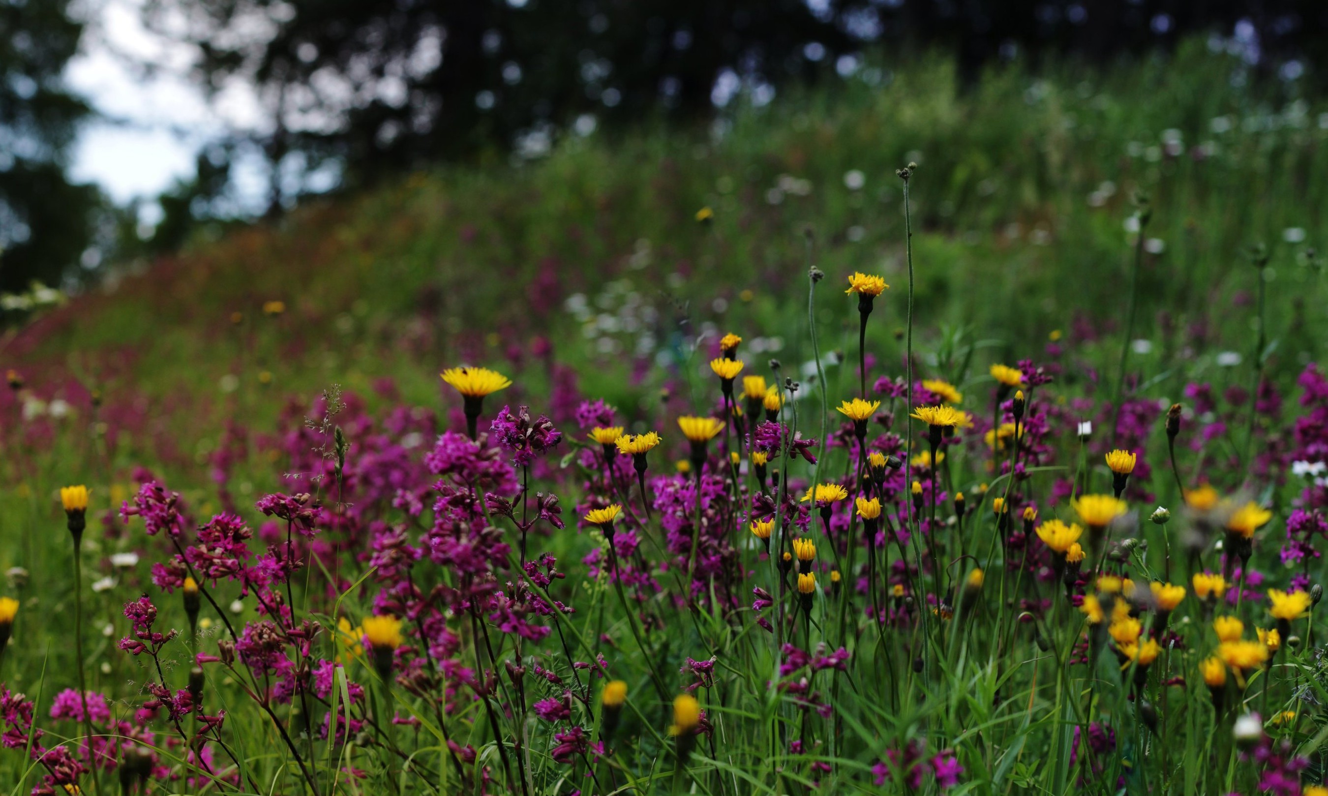 Обои природа, полевые цветы, финляндия, nature, wildflowers, finland разрешение 2700x1618 Загрузить