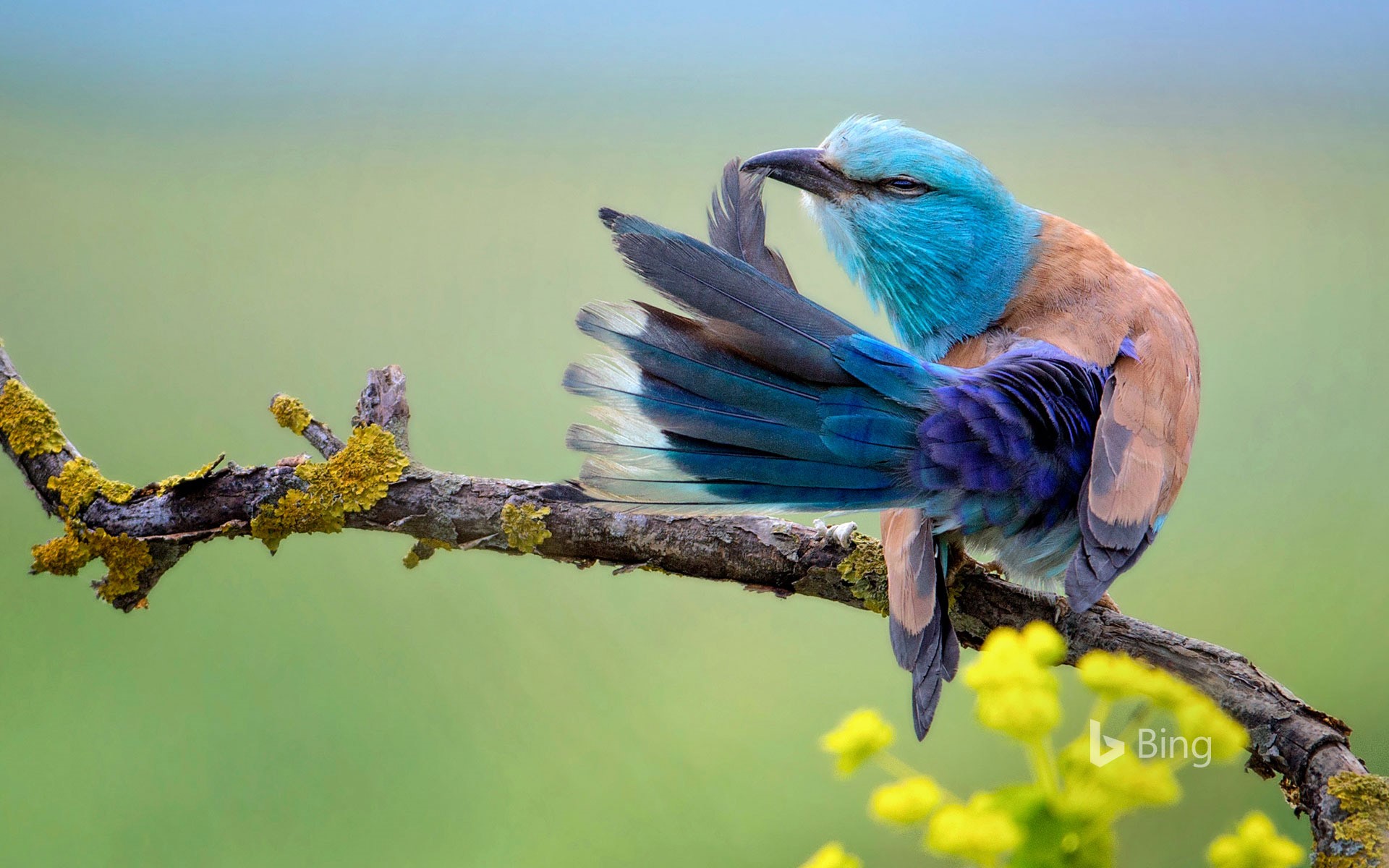 Обои птица, сизоворонка, bing, coracias garrulus, обыкновенная сизоворонка, bird, roller, ordinary roller разрешение 1920x1200 Загрузить