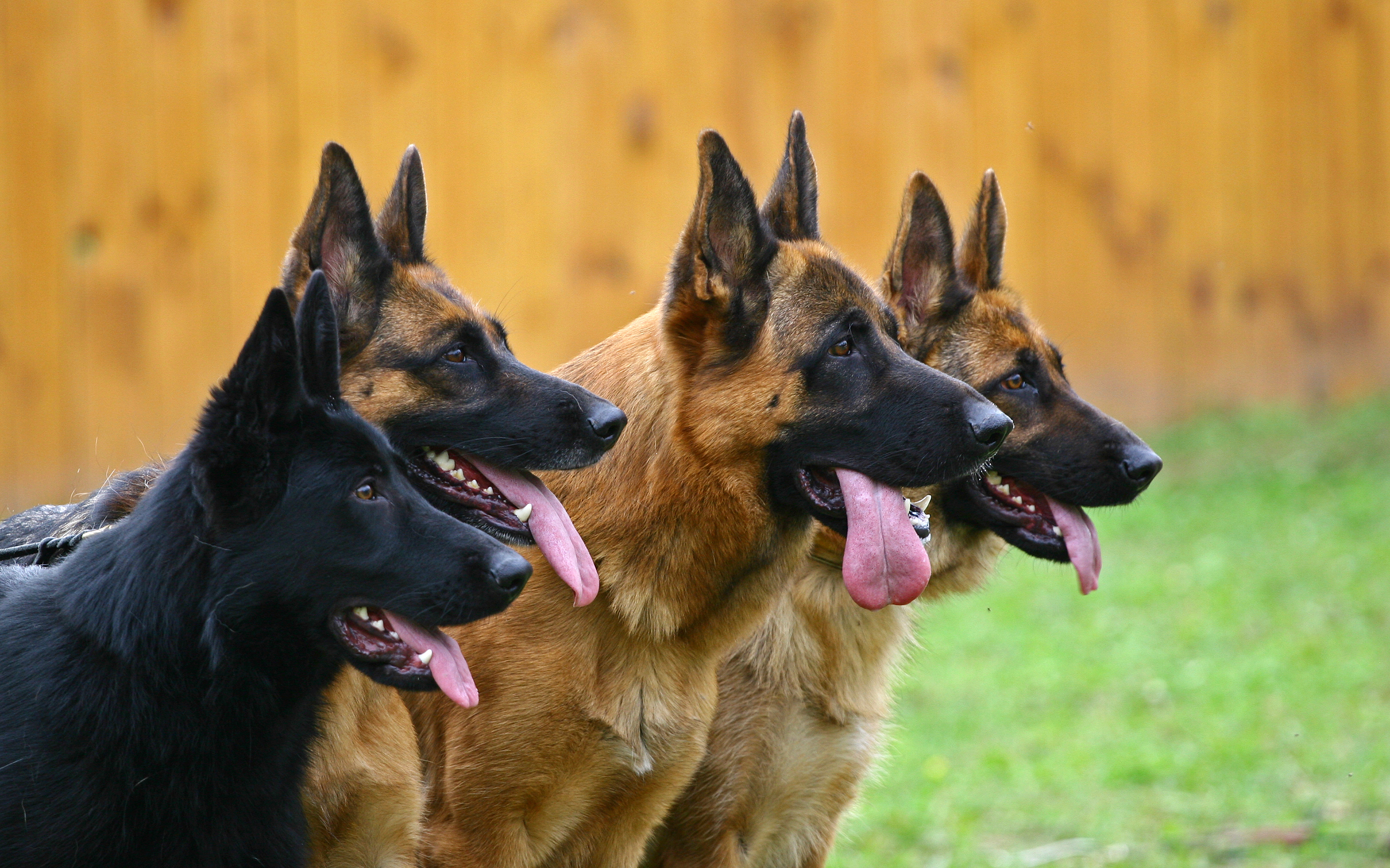 Сторожевые собаки немецкие овчарки