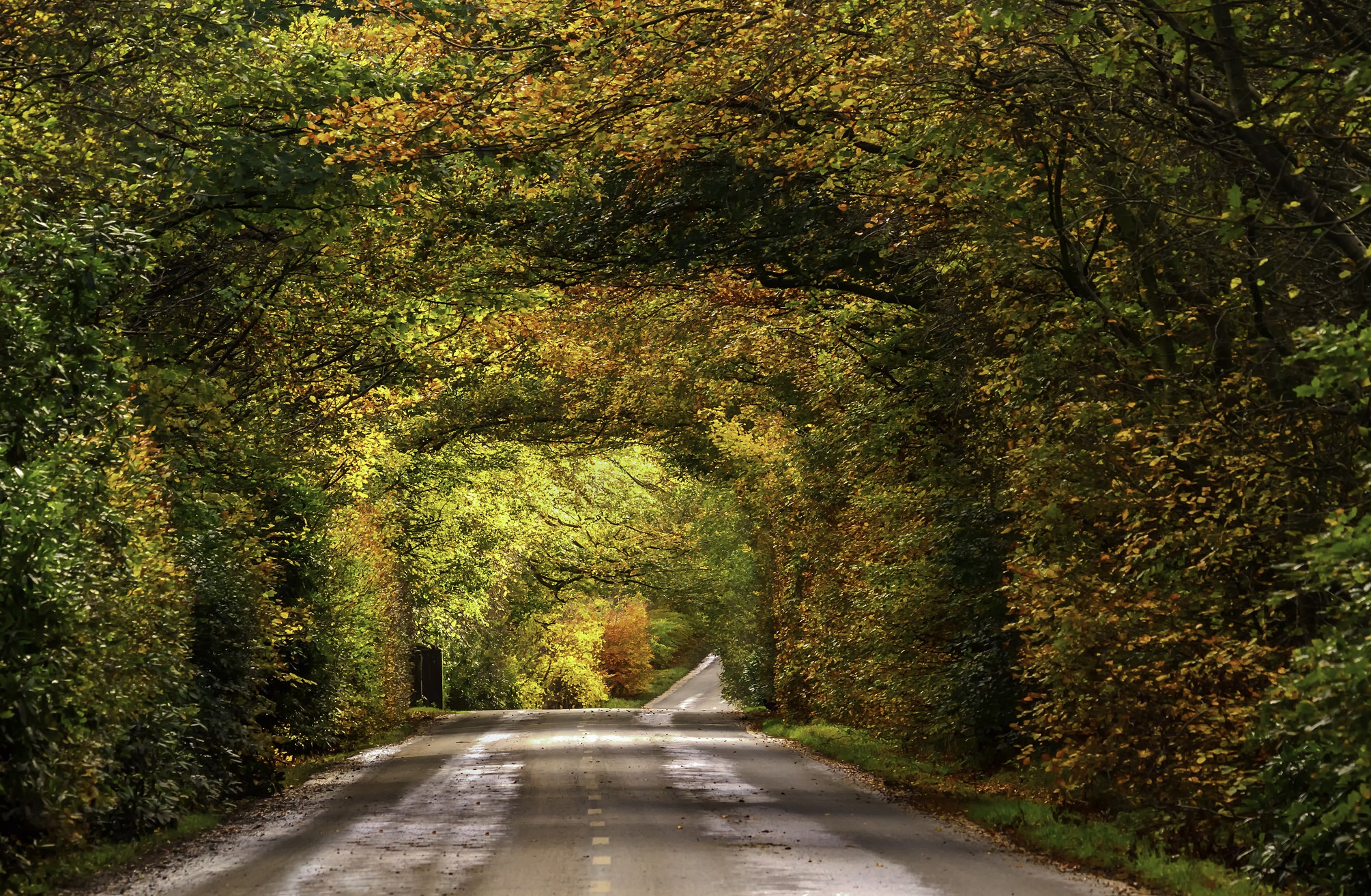 Обои дорога, листва, осень, опадают, осен, автодорога, road, foliage, autumn, fall разрешение 2009x1314 Загрузить