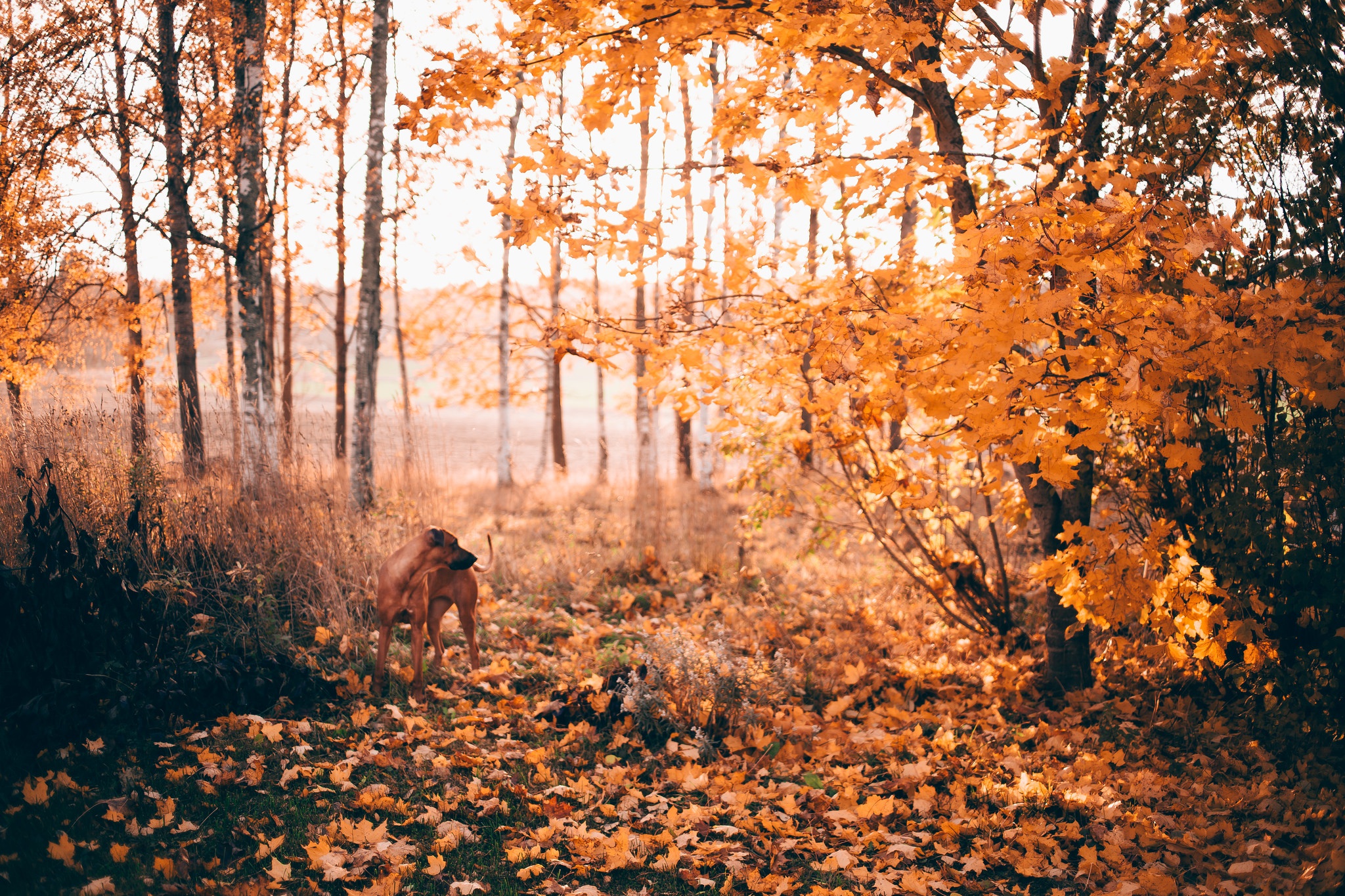 собачка лес осень бесплатно