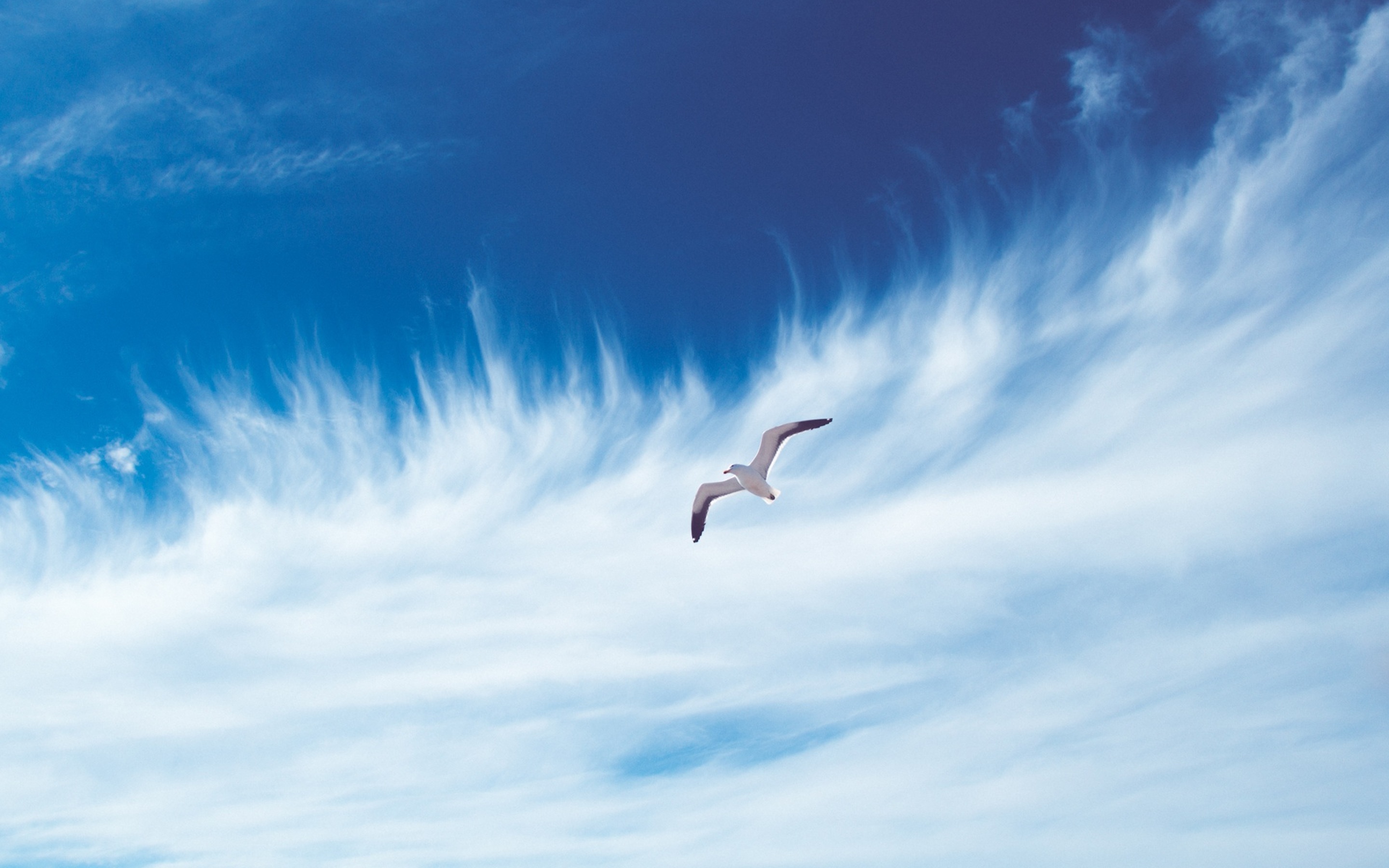 природа животные птицы попугаи море небо облака горизонт скачать