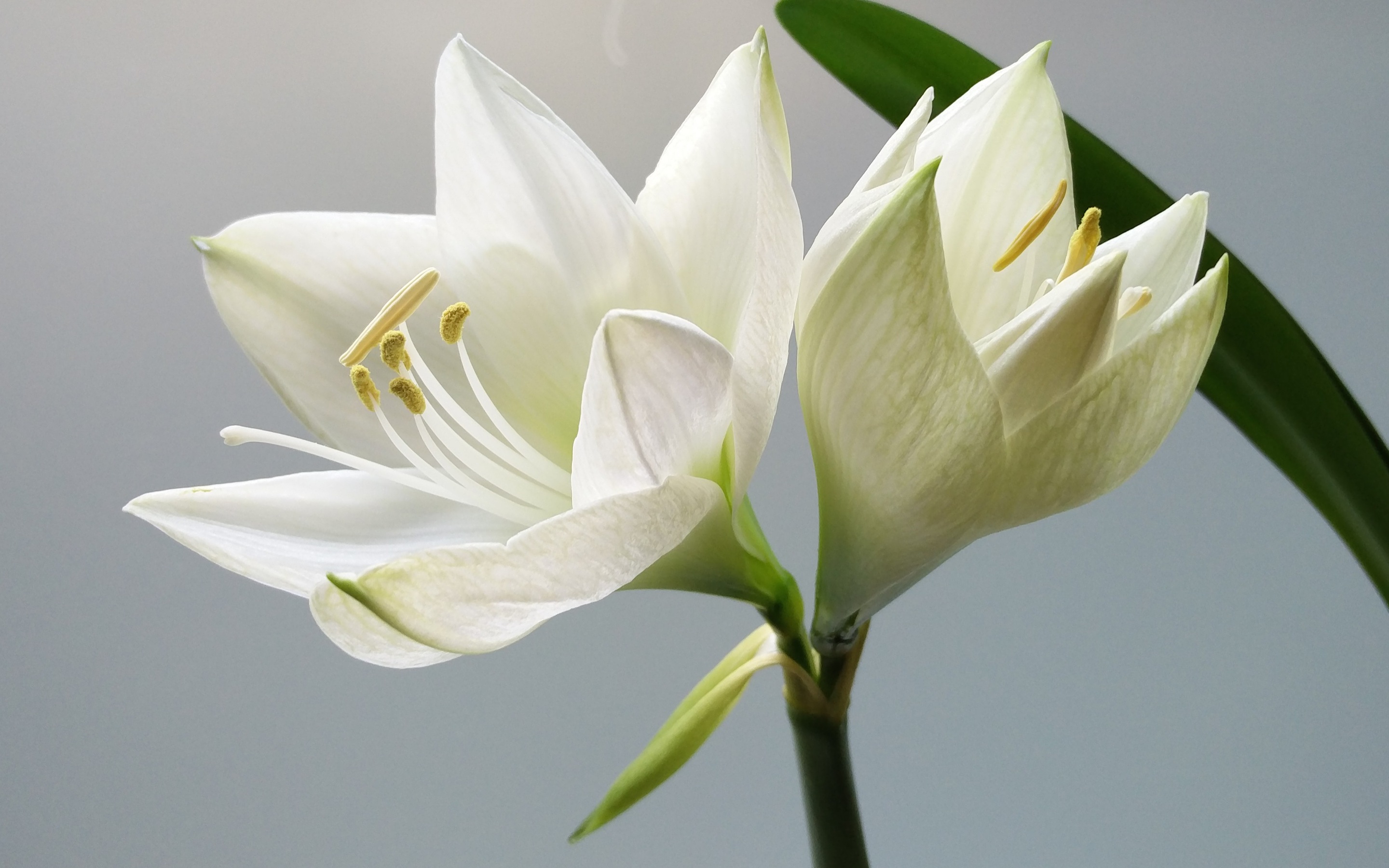 Цветок с белым стеблем