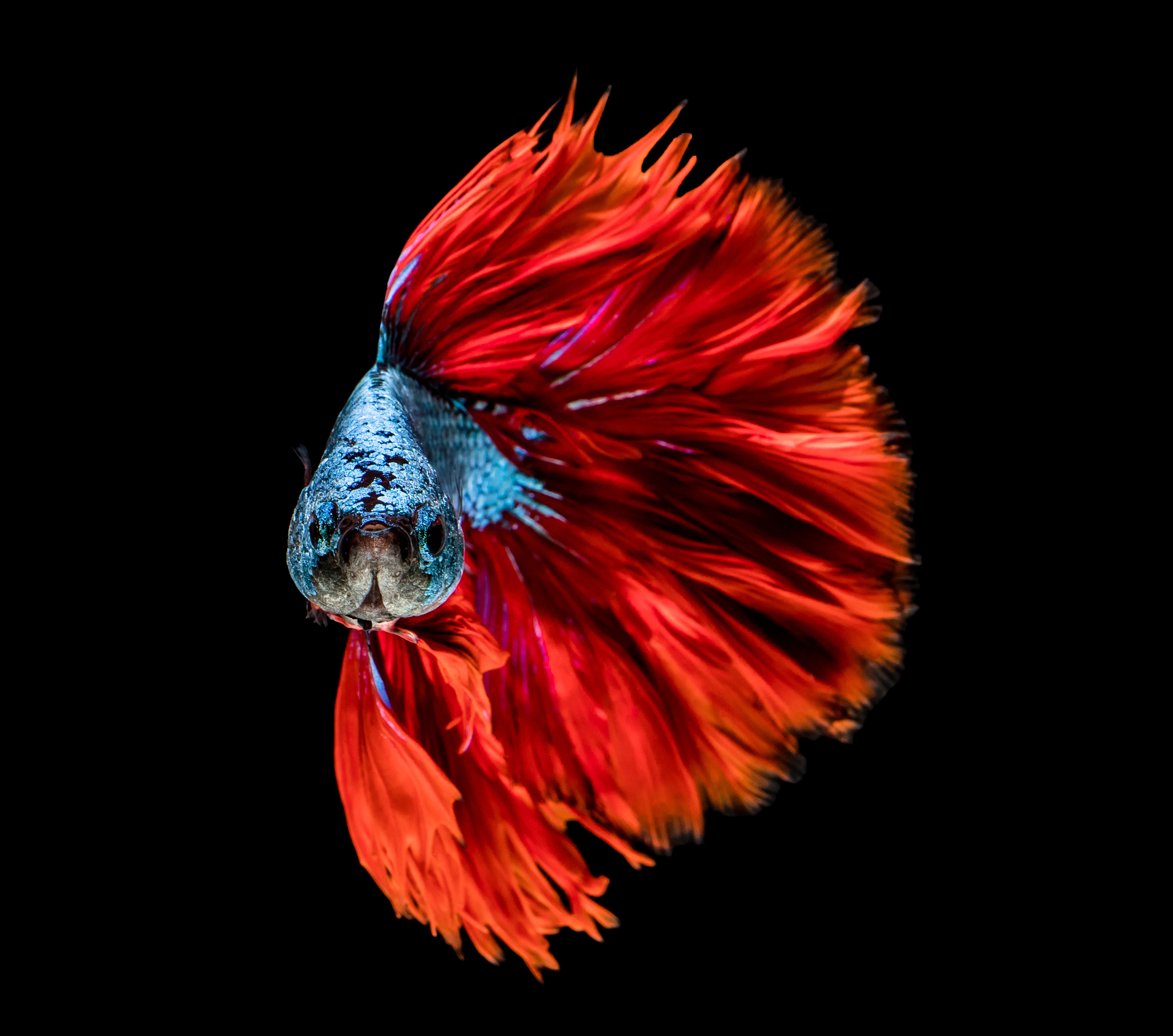 Обои расцветка, голубая, краcный, рыба, башка, colors, blue, red, fish, head разрешение 4527x4000 Загрузить