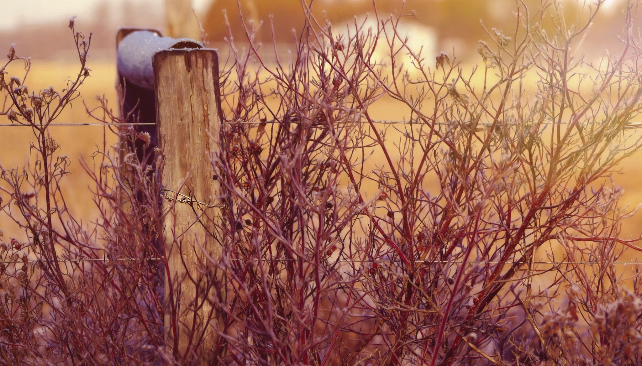 Обои растения, проволока, забор, провод, боке, изгородь, ветками, plants, wire, the fence, bokeh, fence, branches разрешение 2048x1168 Загрузить